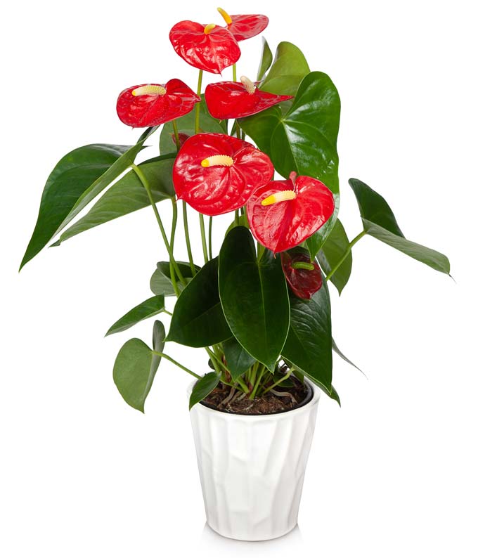 Antherium House Plant