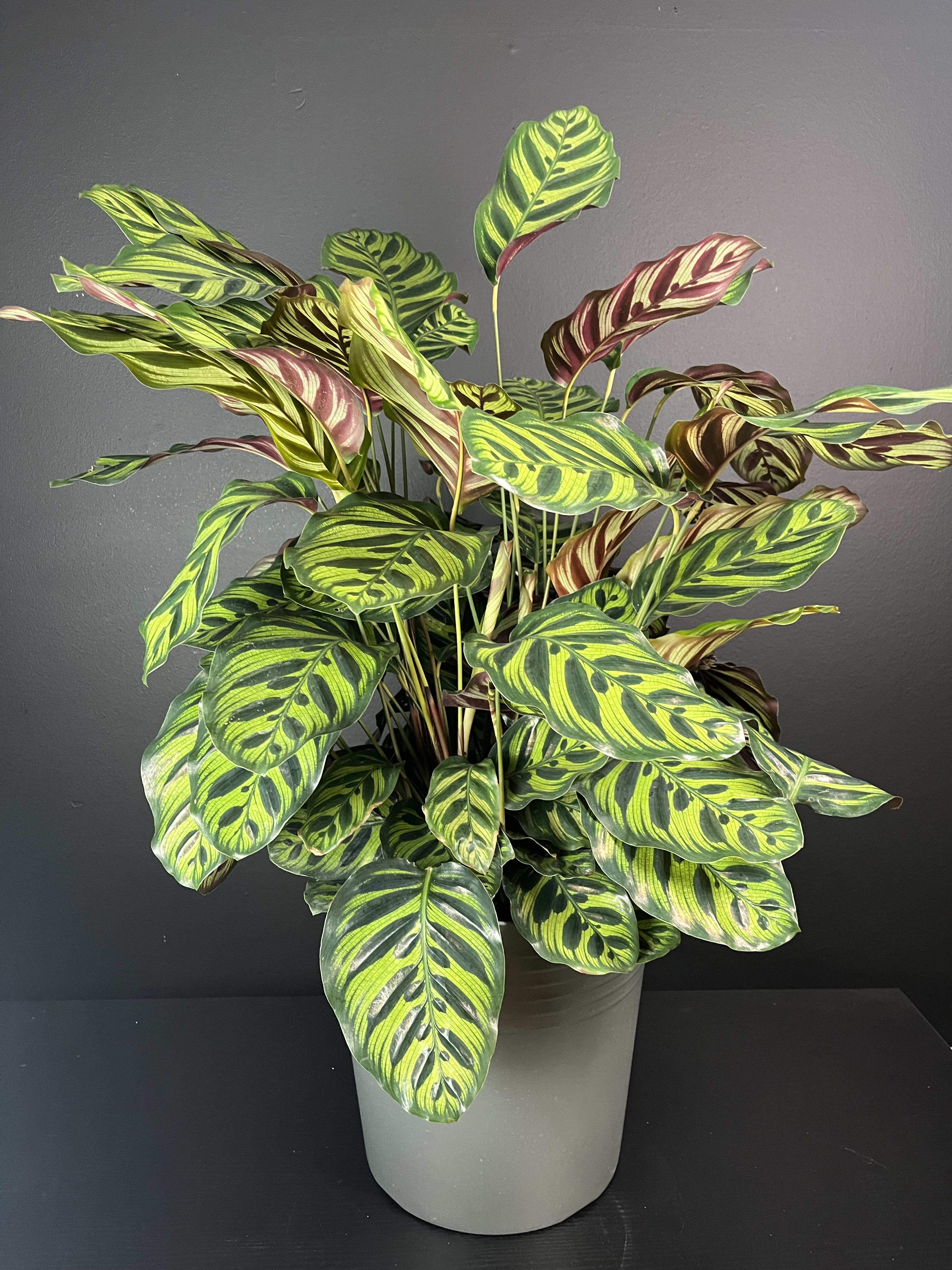 Prayer Plant Flower Delivery Knoxville TN - Petal Pushers