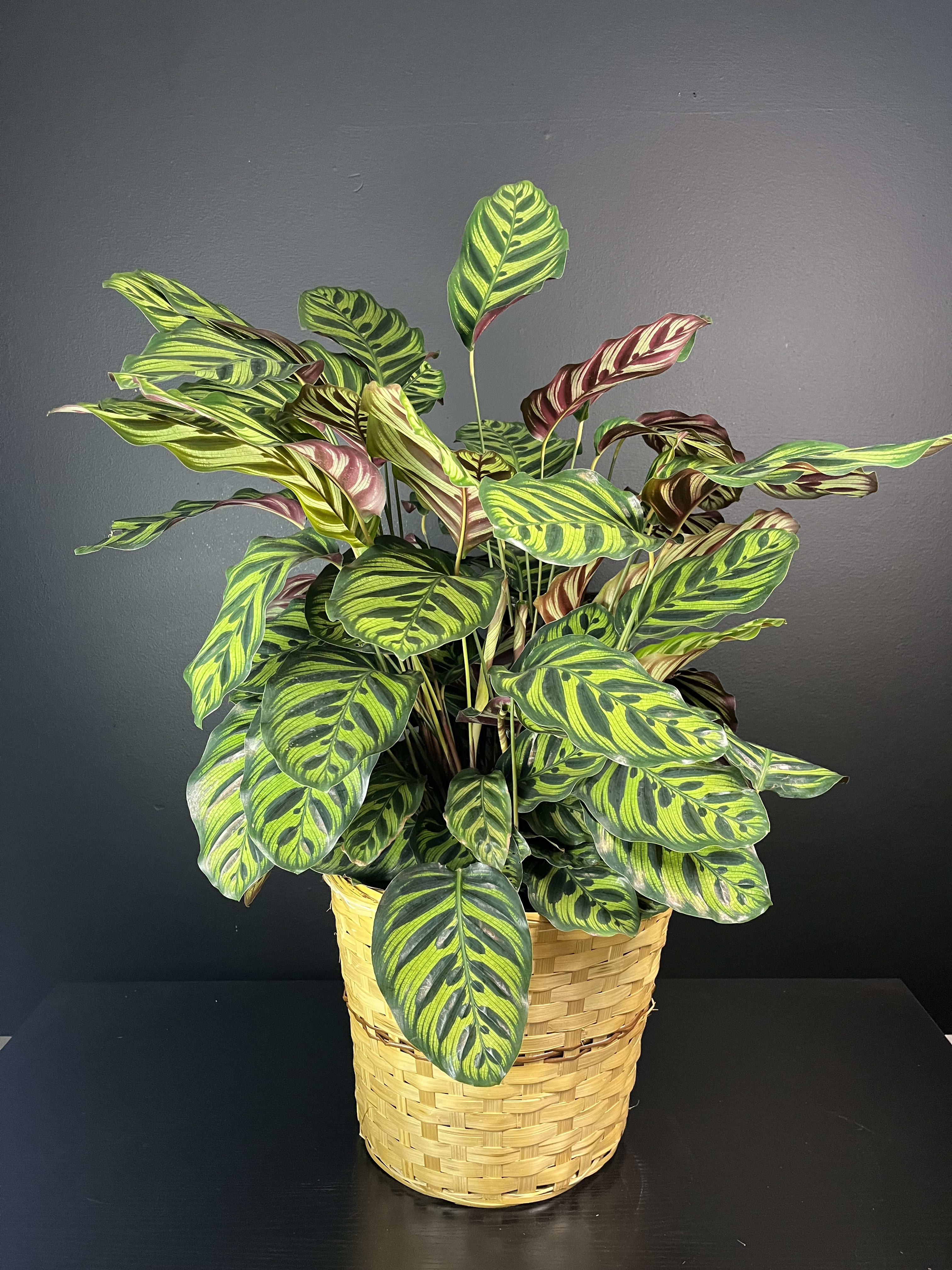 mermaids tail succulent Mermaid Tail Succulent Euphorbia main image 0