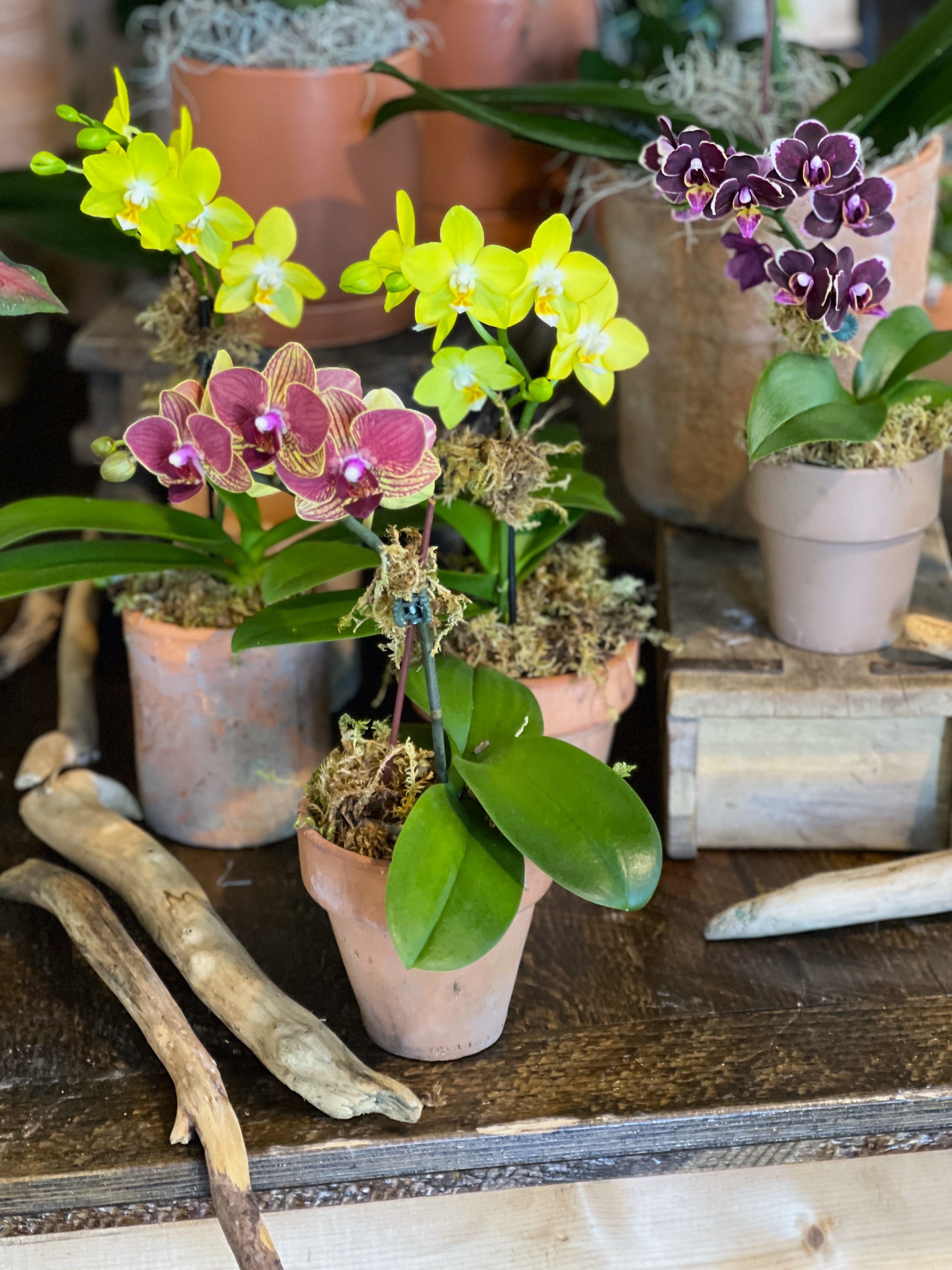 Orchid Mini Flower Delivery Roslindale Massachusetts The Centerpiece