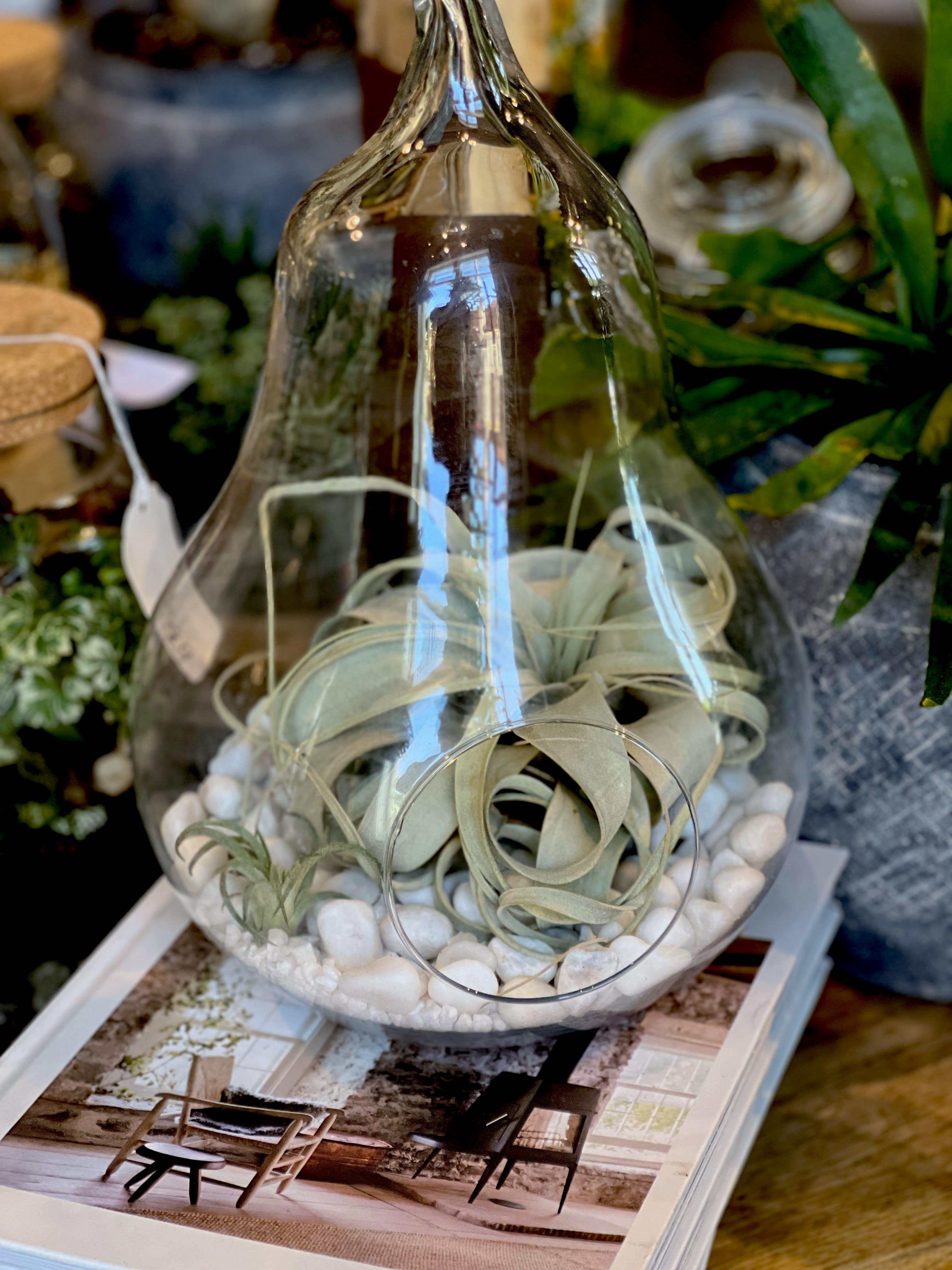 Air Plant Terrarium Flower Delivery Roslindale Massachusetts - The  Centerpiece Flower Shop