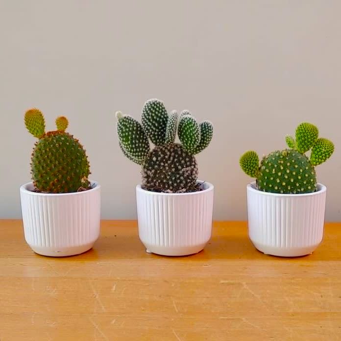 Three Amigos!