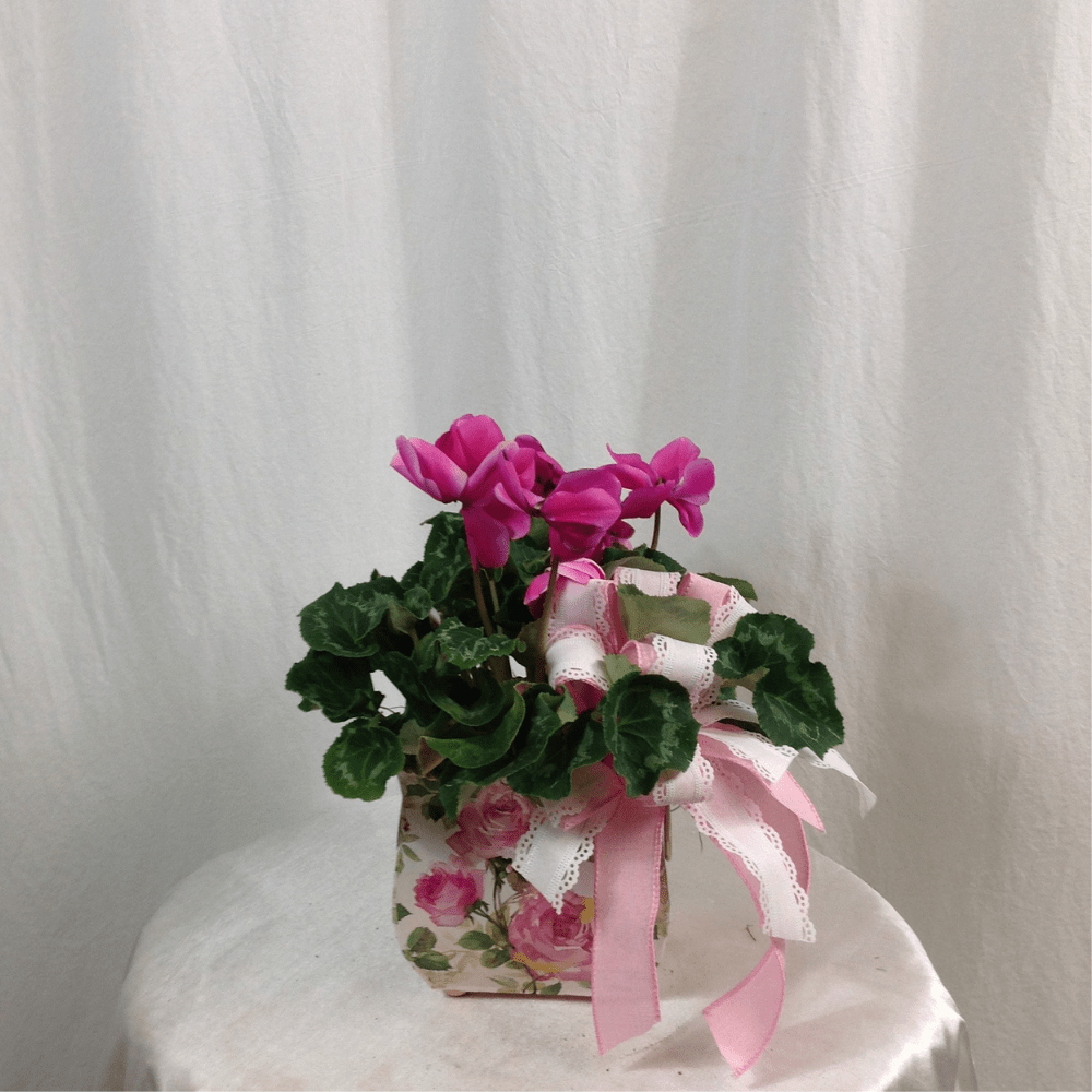 Blooming Cyclamen In Victorian