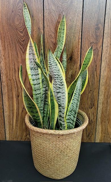 Snake Plant Flower Delivery Wilmington DE - DiBiaso's Florist