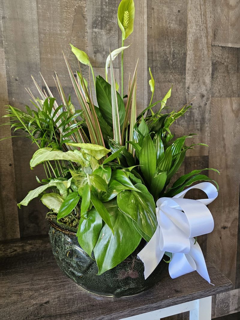 Assorted Green House Plants/ Florist at Adolfos Creation