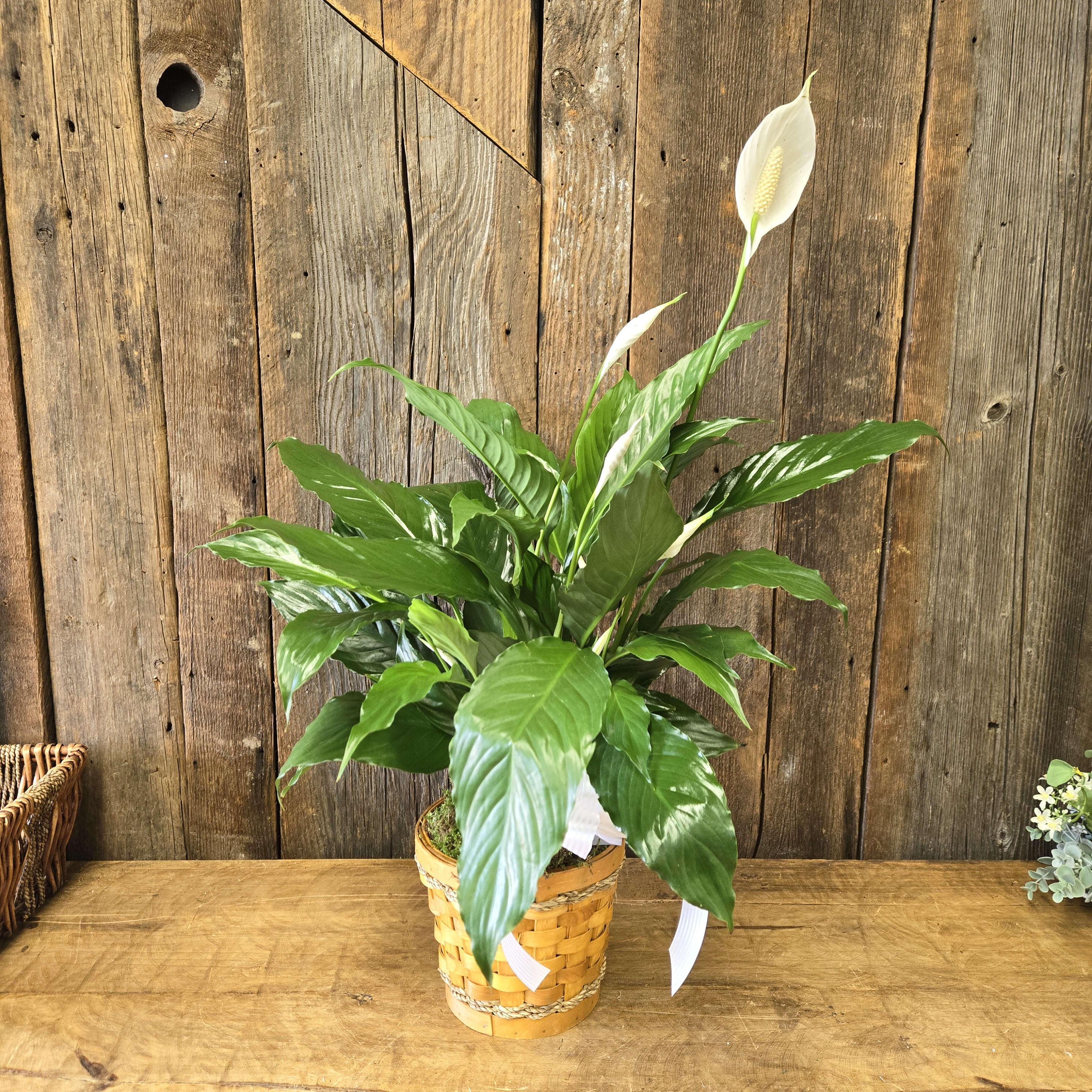 Judy's Comfort Basket Peace Lily