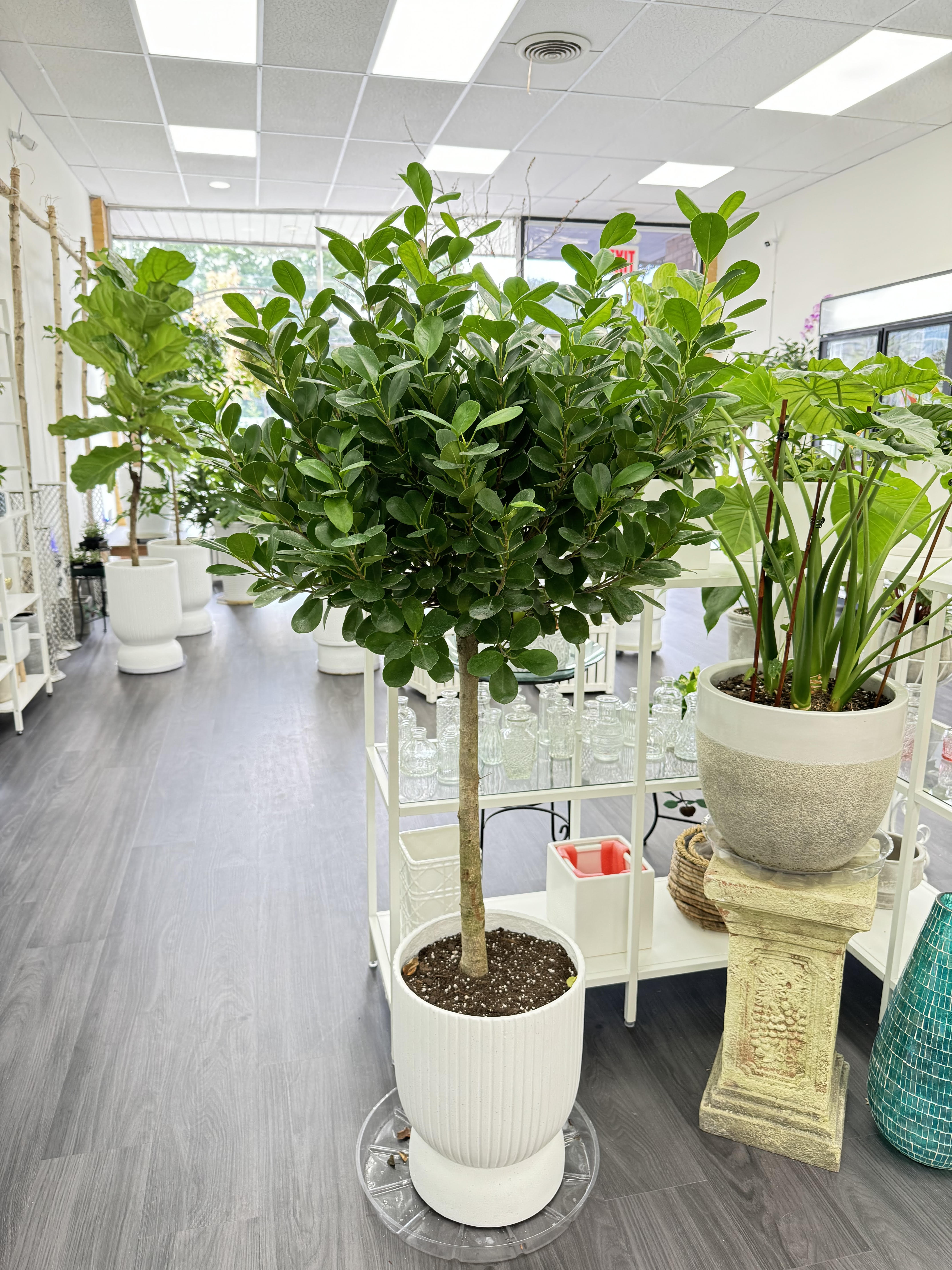 Ficus Elastica Flower Delivery Norwood NJ - K. Flowers & Design