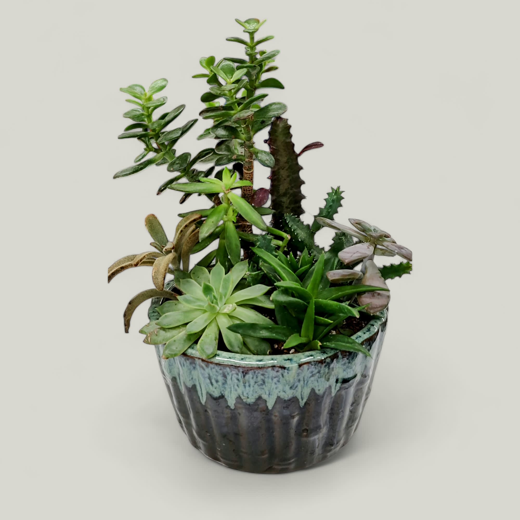 Succulent Garden Flower Delivery Fort Wayne IN Cottage Flowers Inc