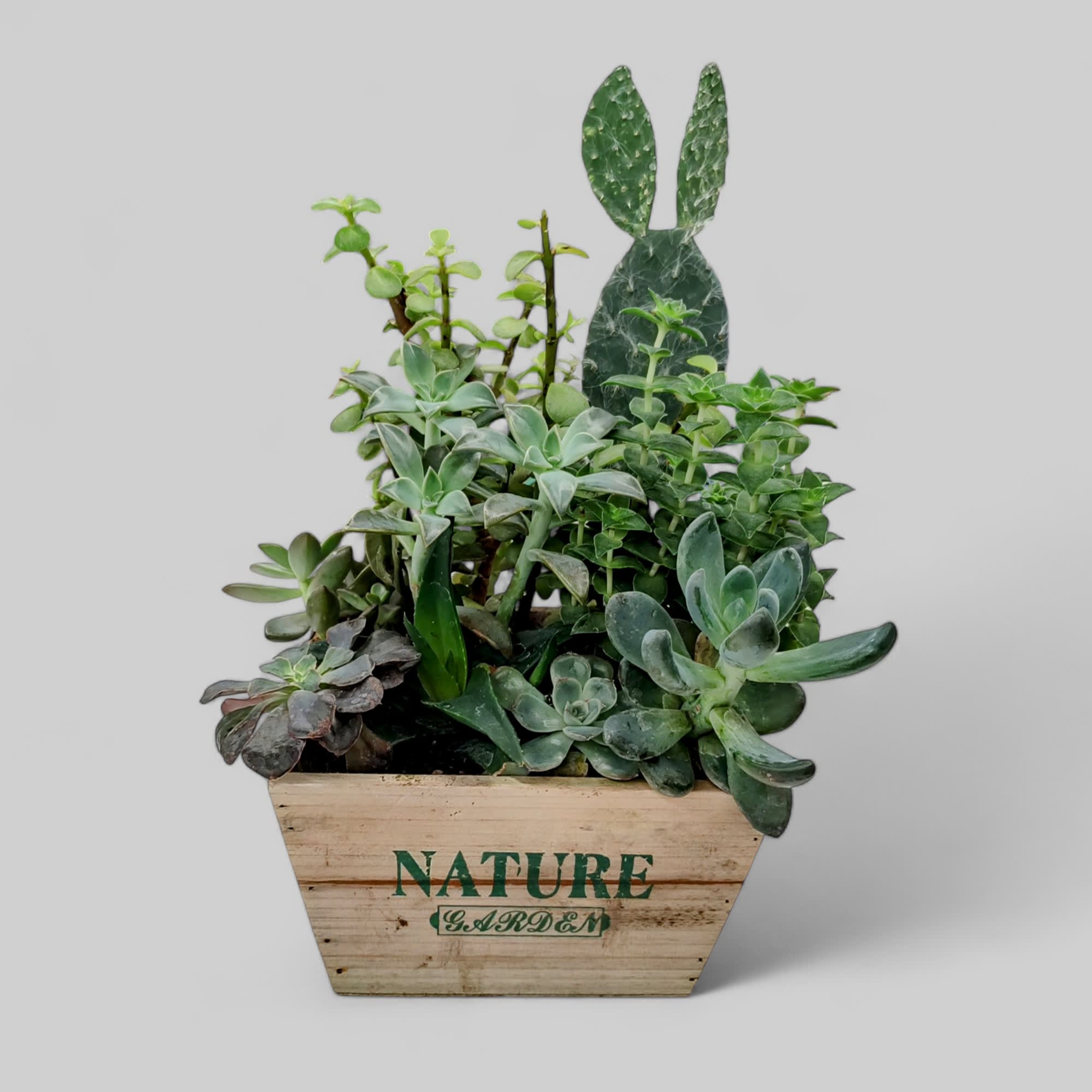 Succulent Garden Flower Delivery Fort Wayne IN Cottage Flowers Inc