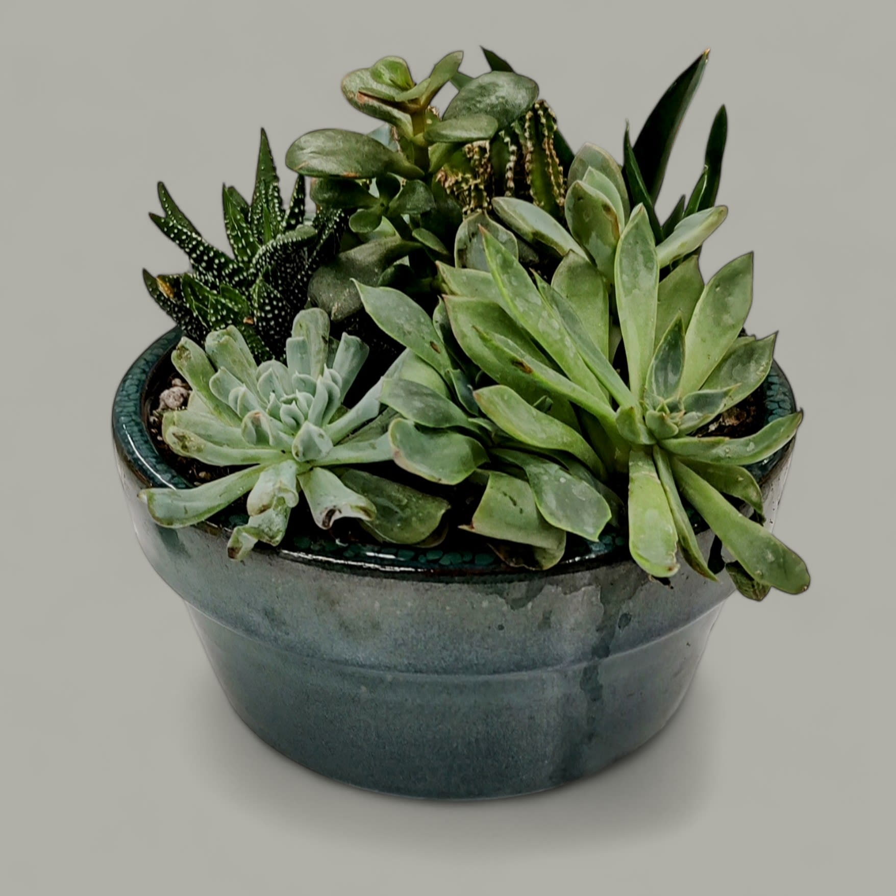 Succulent Garden Flower Delivery Fort Wayne IN Cottage Flowers Inc