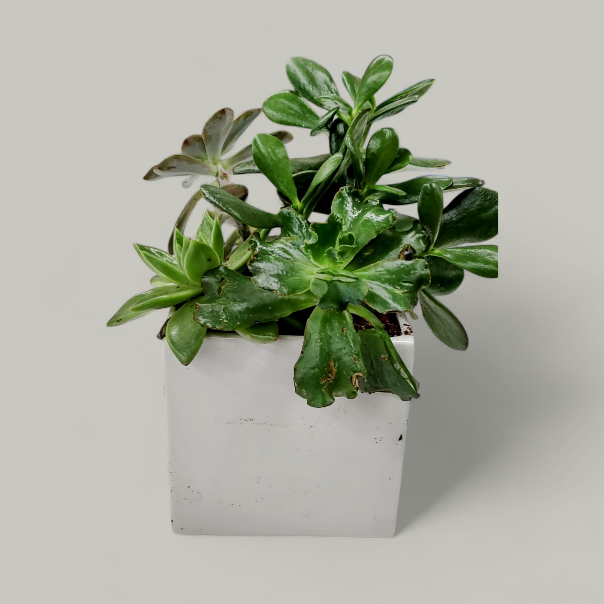 Succulent Garden Flower Delivery Fort Wayne IN Cottage Flowers Inc