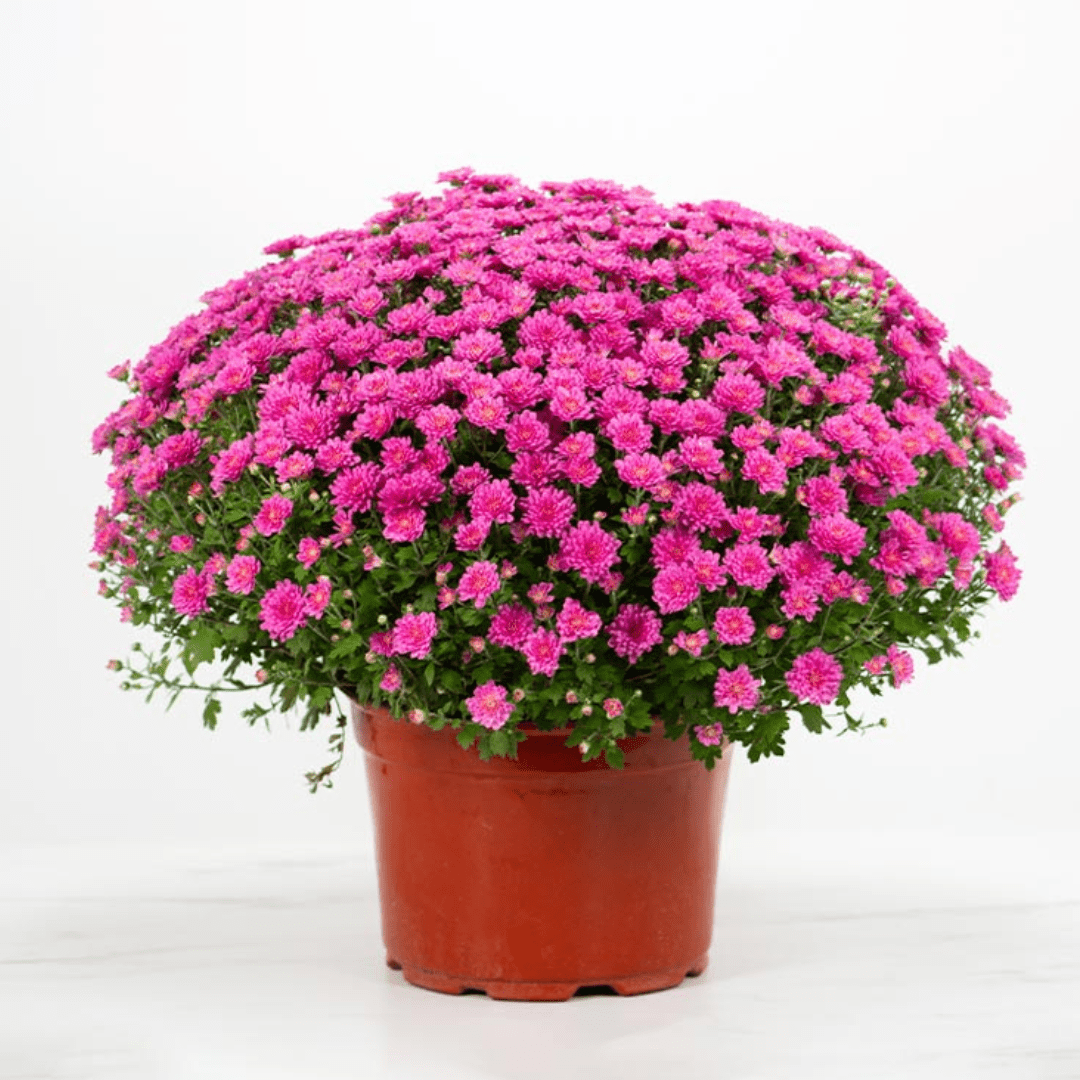 9 Inch Mum Flower Delivery West Chester PA - Matlack Florist