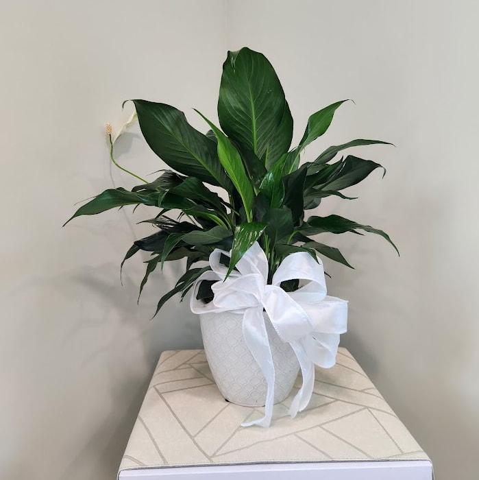 Peace Lily - Small