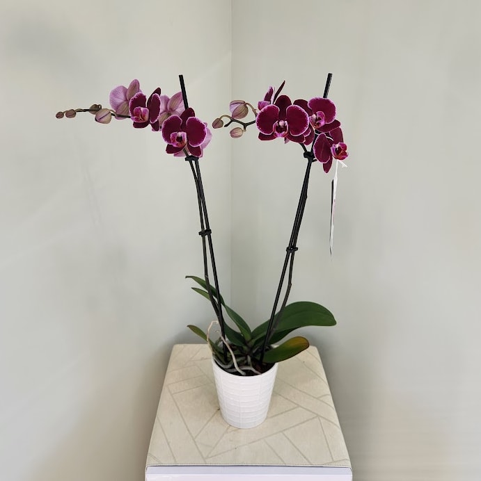 Raspberry Orchid Flower Delivery NorthCanton OH - Seifert's Flower
