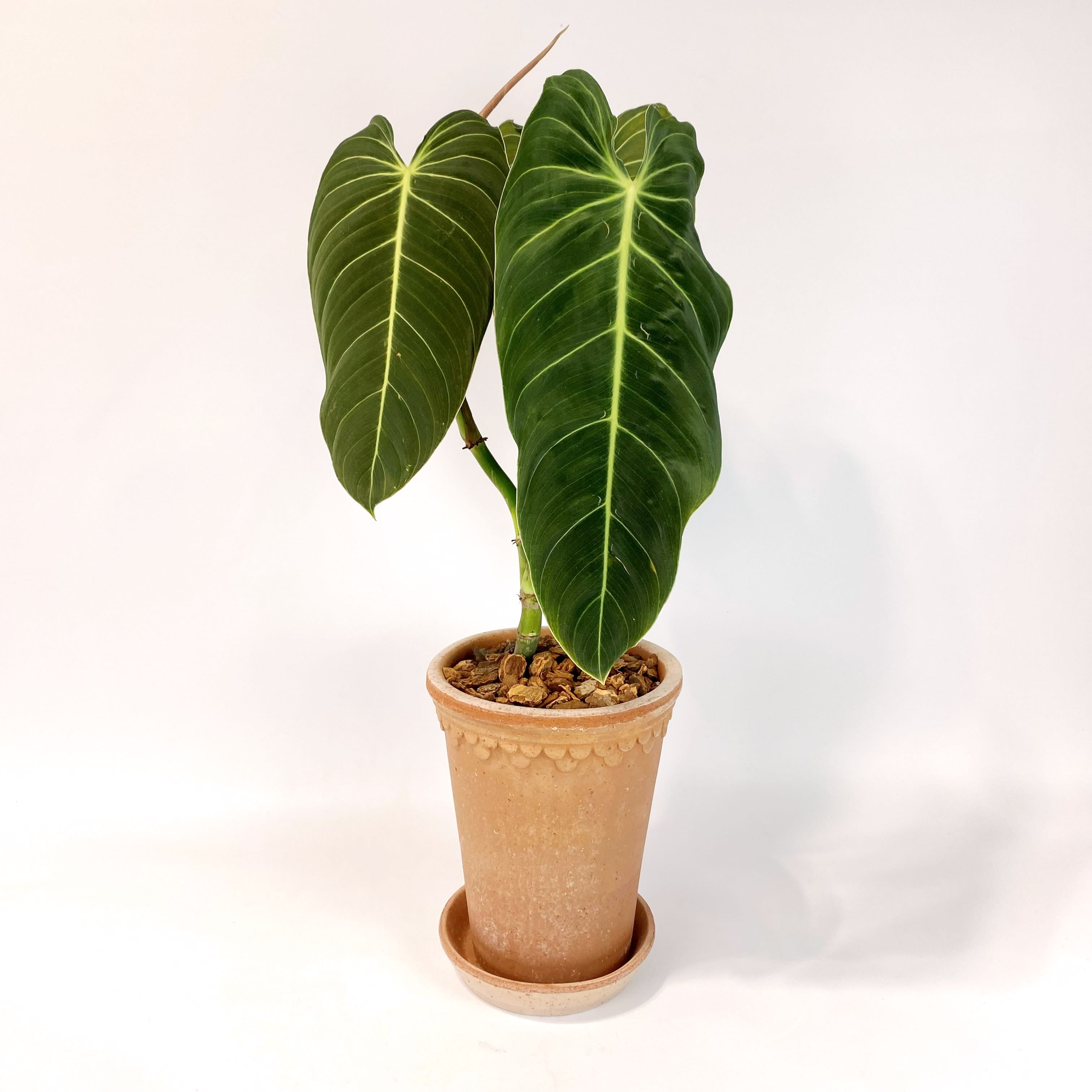 sugar maple planting Legacy Sugar Maple | 3XL TREE | 8-10 ft. tall, 1.5-2 in. caliper | Ships in main image 1