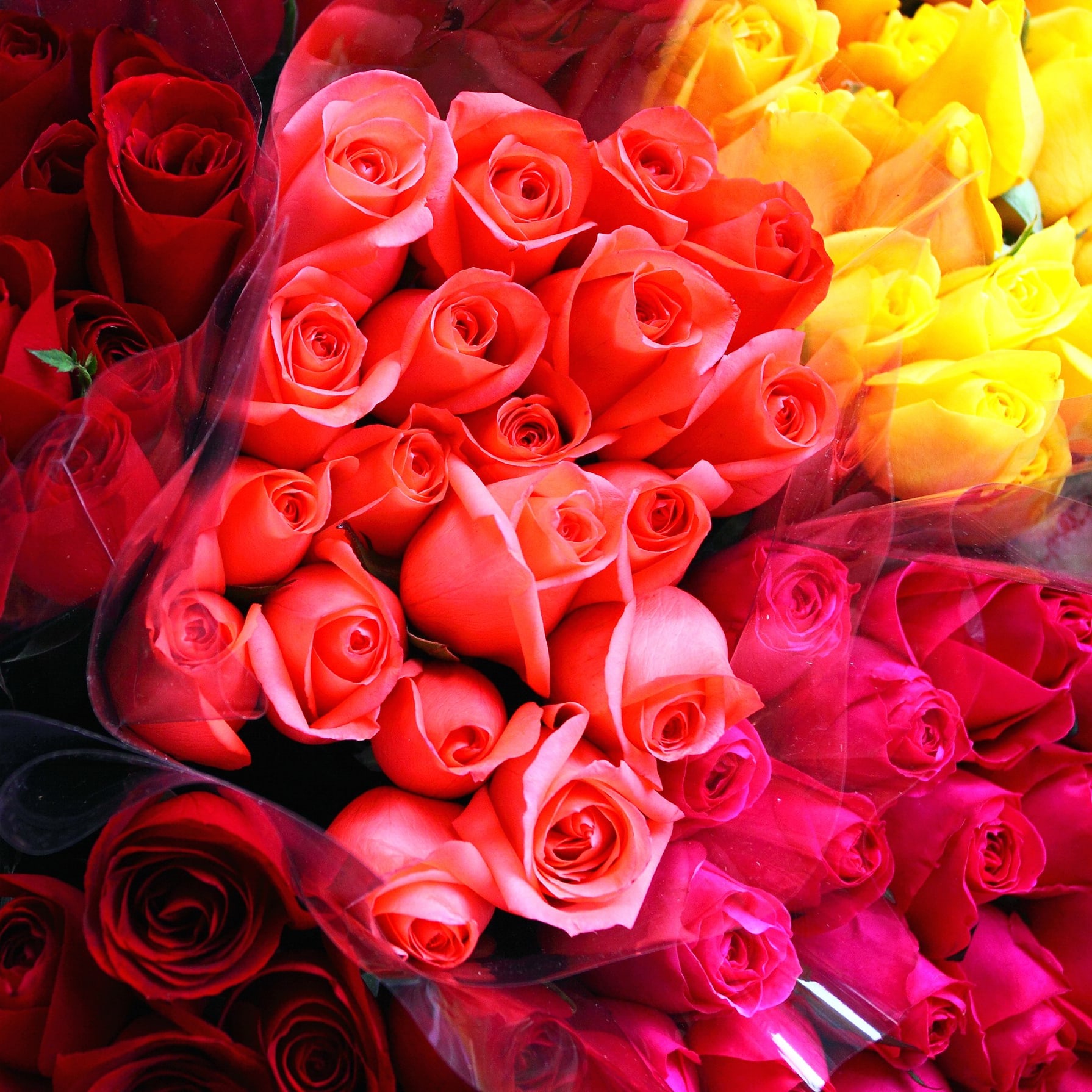 Dozen Roses Monthly Subscription Flower Delivery Fort Wayne IN