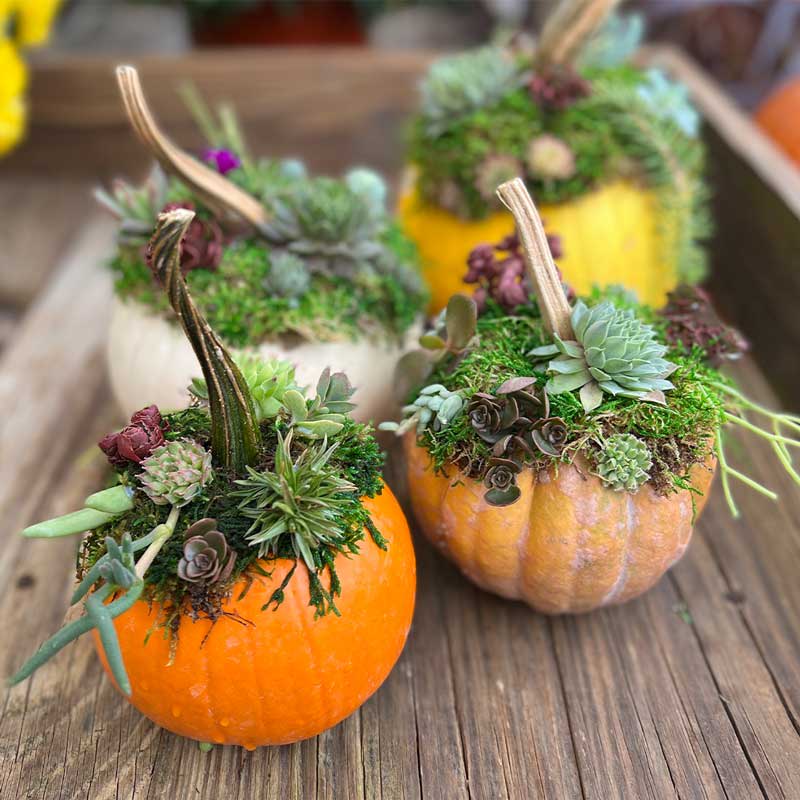 Succulent Pumpkin Flower Delivery West Chester PA Matlack Florist