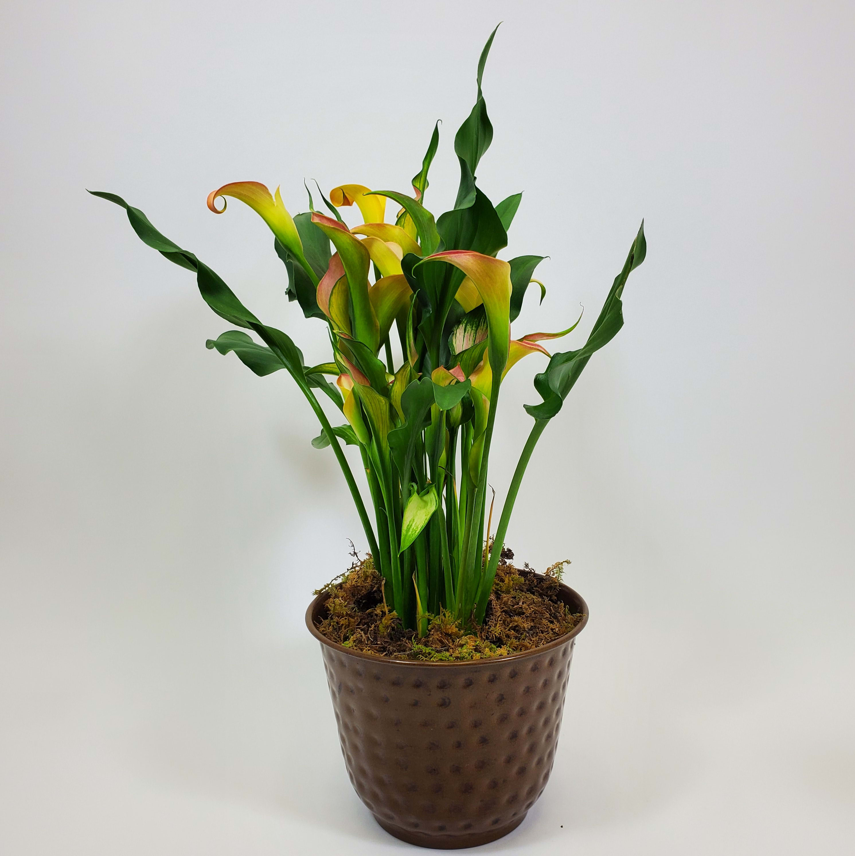 Calla Lily in Hammered Metal Pot Flower Delivery Chapel Hill NC - Chapel  Hill Florist