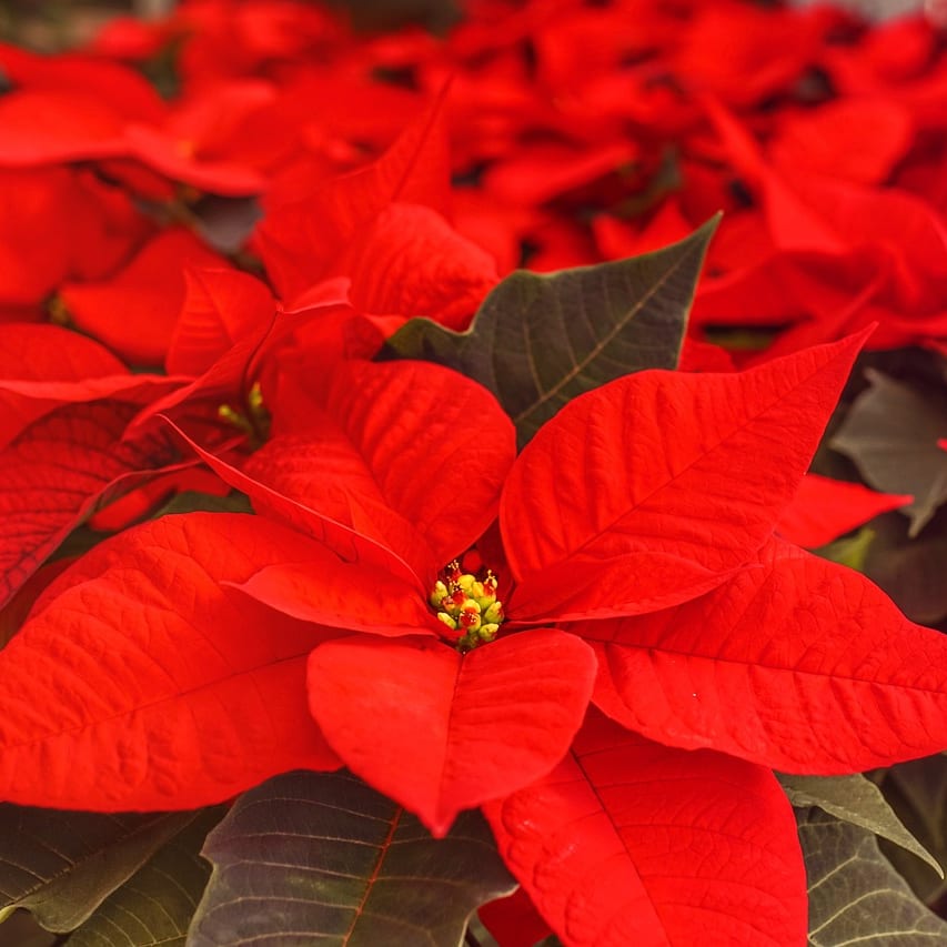 Classic Red Poinsettia Flower Delivery London OH London Florist and