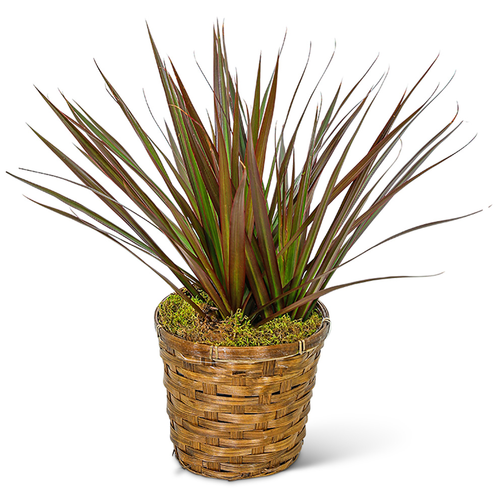 Dracaena Marginata in a Basket
