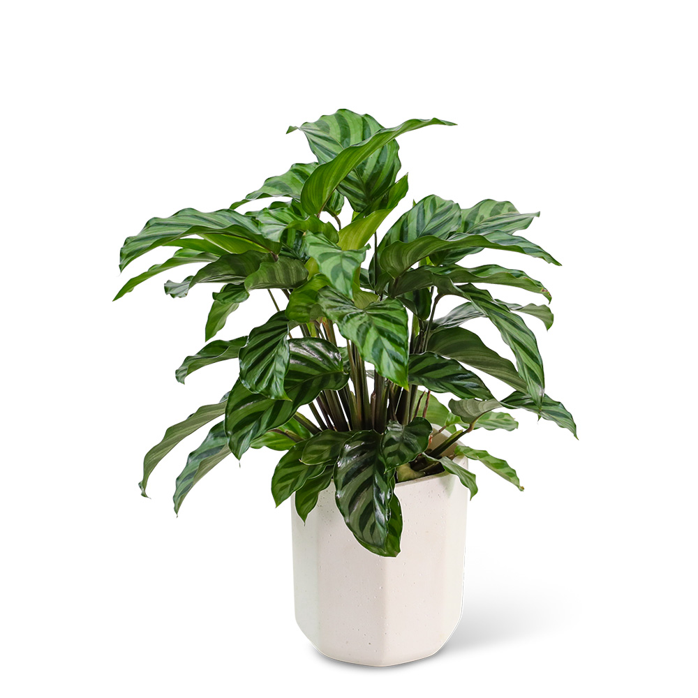 wo kann man fake efeu kaufen Knstliche Efeu-Girlande | Kunstpflanze | 12er Pack