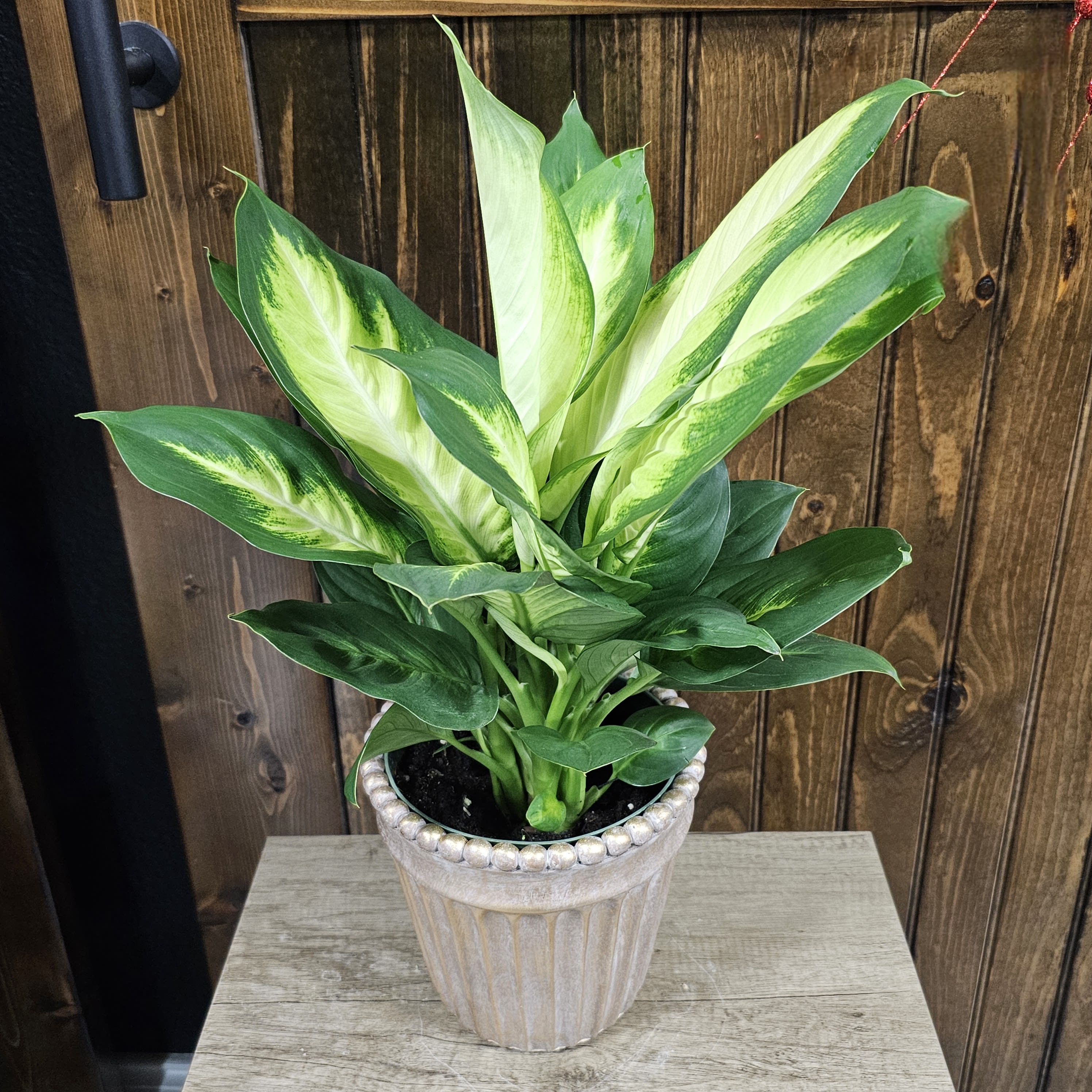 Dieffenbachia 6"