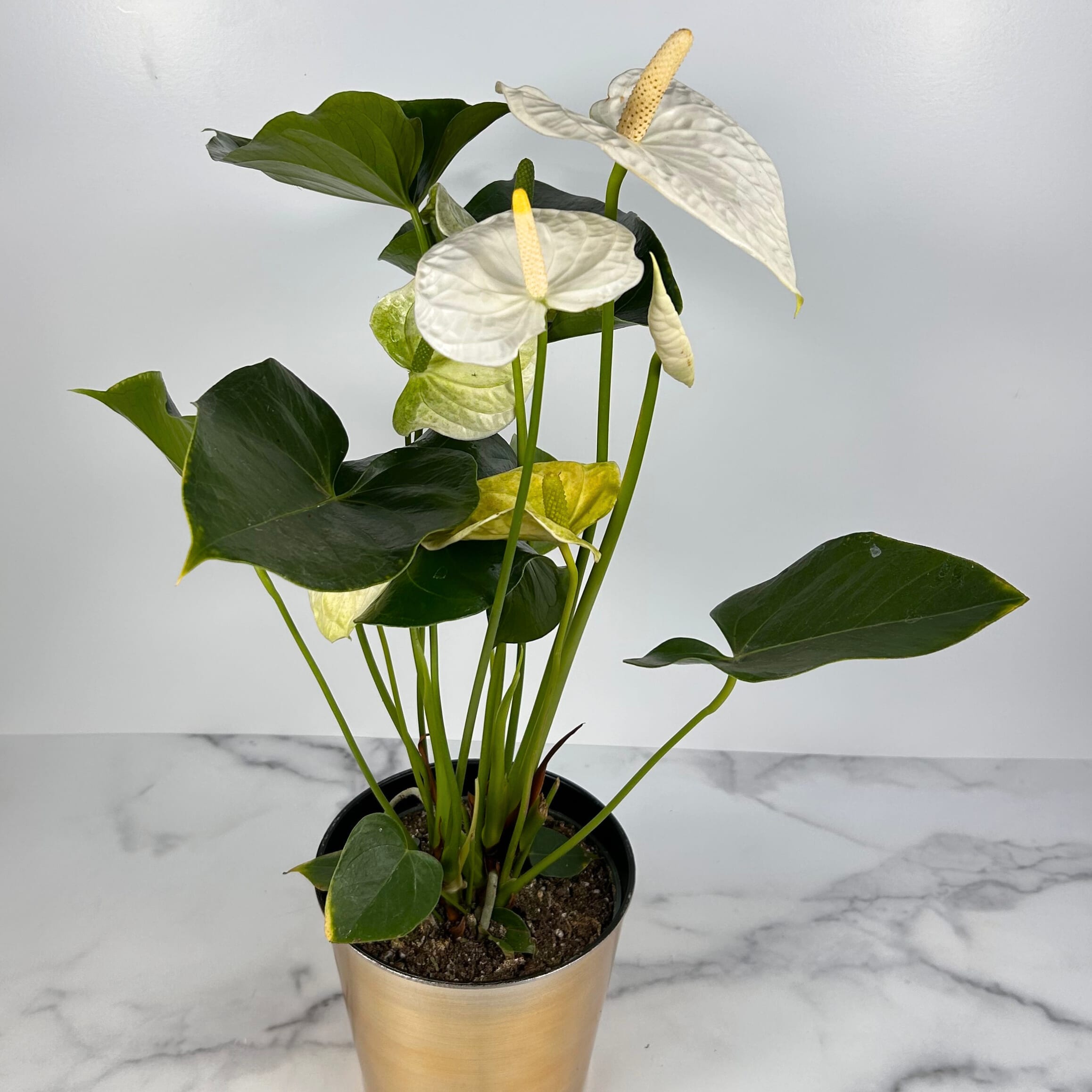 agave online kaufen Kaufen Sie große Agaven zu Hause online – Urbangreen main image 1
