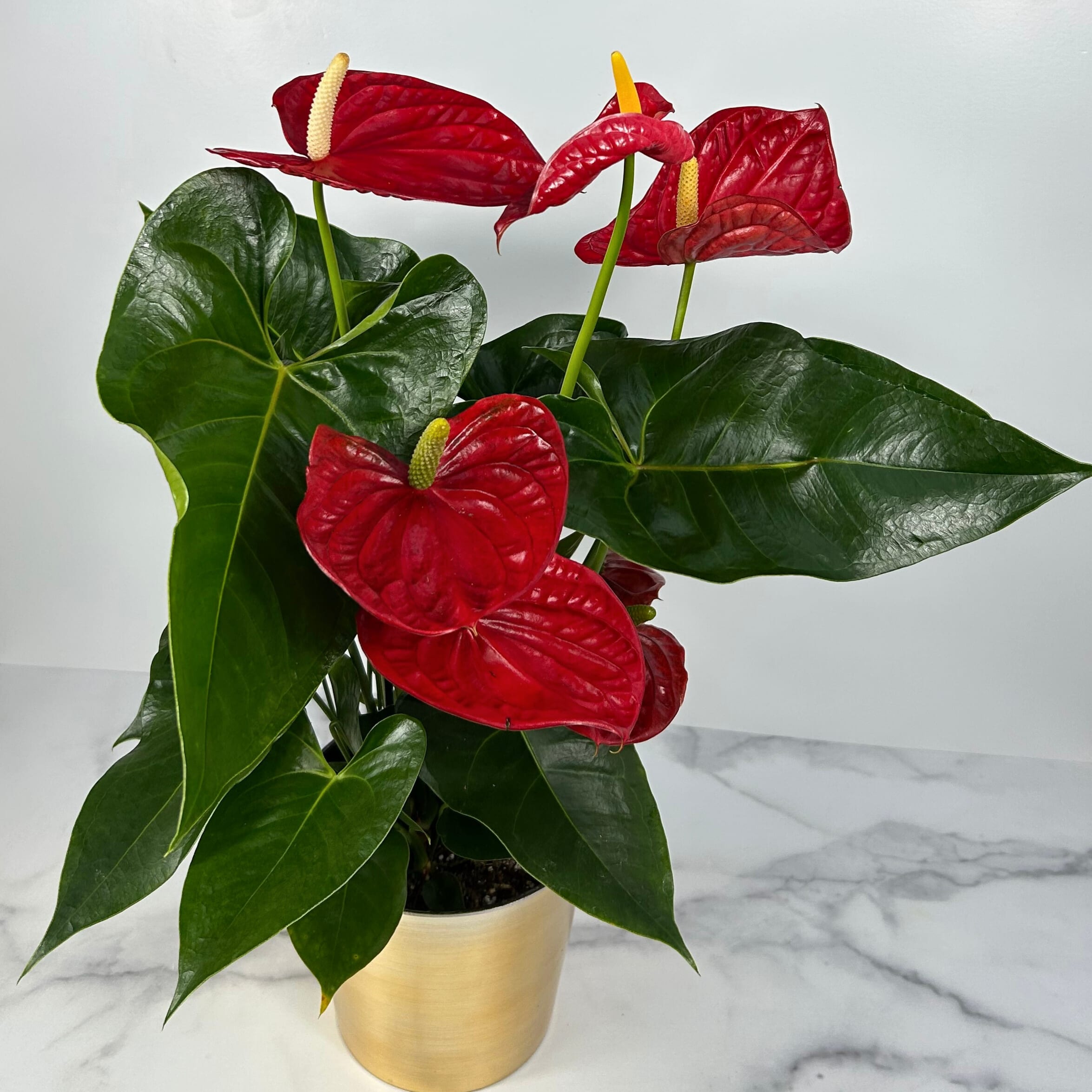 Potted Anthurium Flower Delivery Missoula MT - Garden City Floral & Gifts