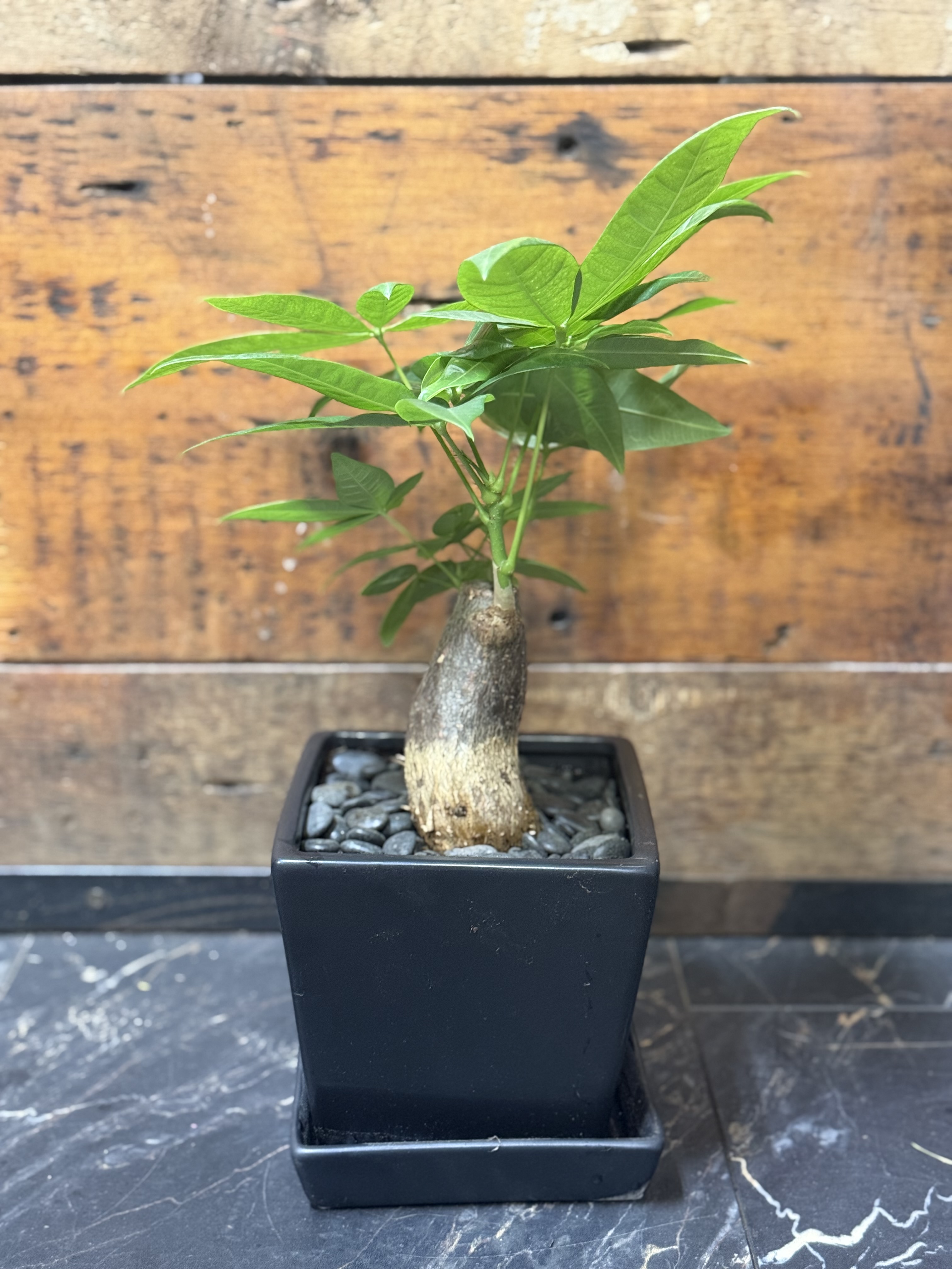 miniature monstera Mini Monstera