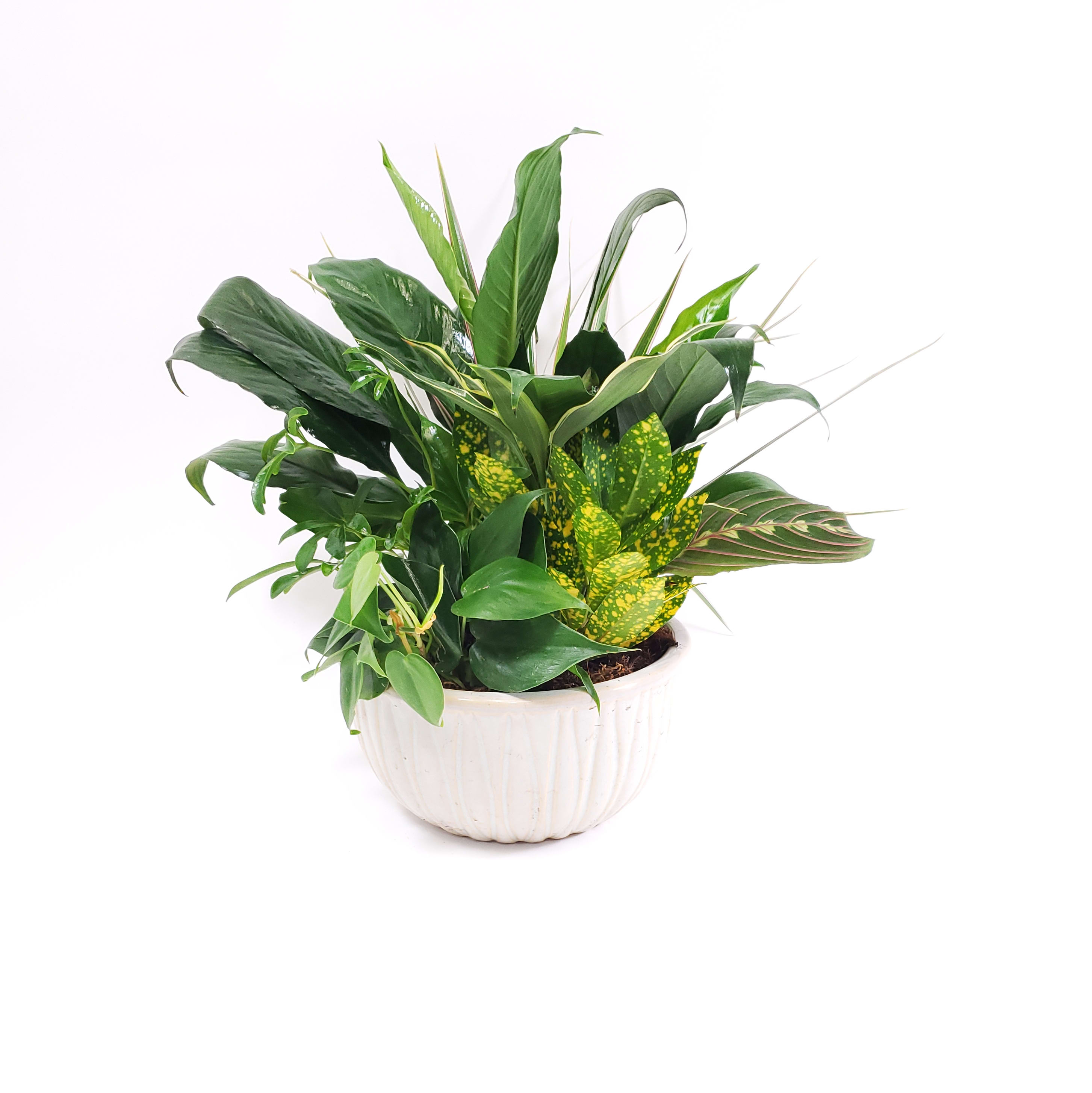 Plants Flower Delivery Chapel Hill NC - Chapel Hill Florist