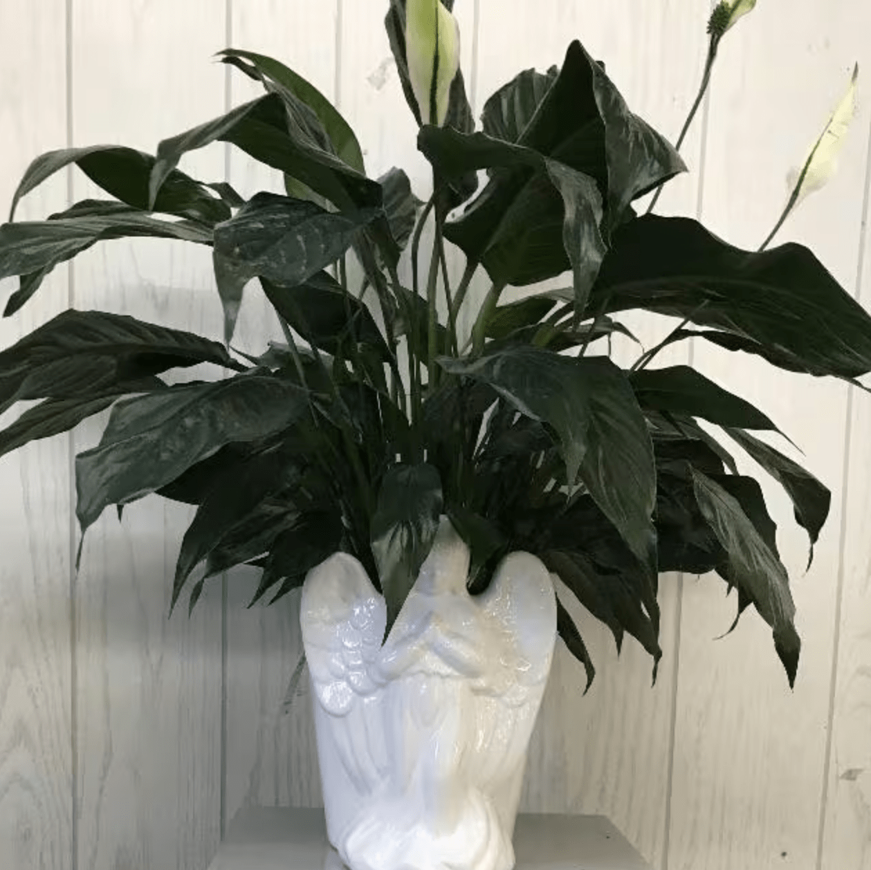 Angel of Peace Lily Planter Flower Delivery Newark DE - Kirk's Flowers Inc.