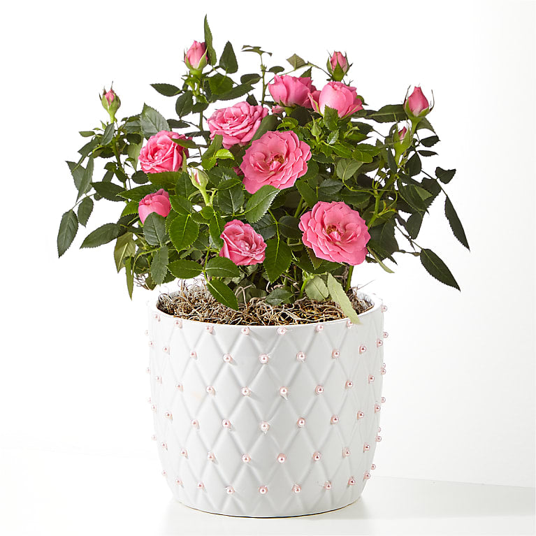 Blush Pearl Mini Rose