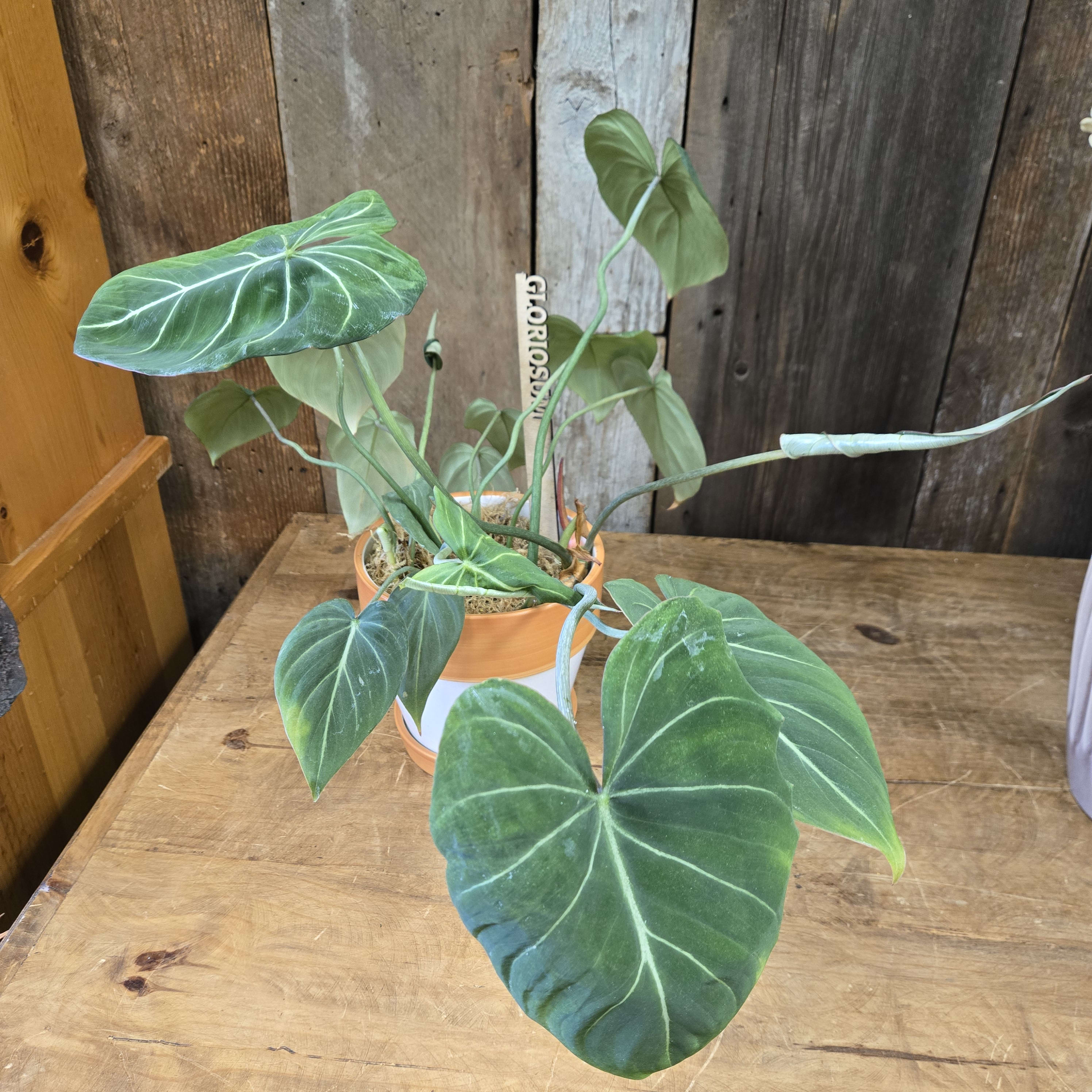 RARE Philodendron GLORIOSUM