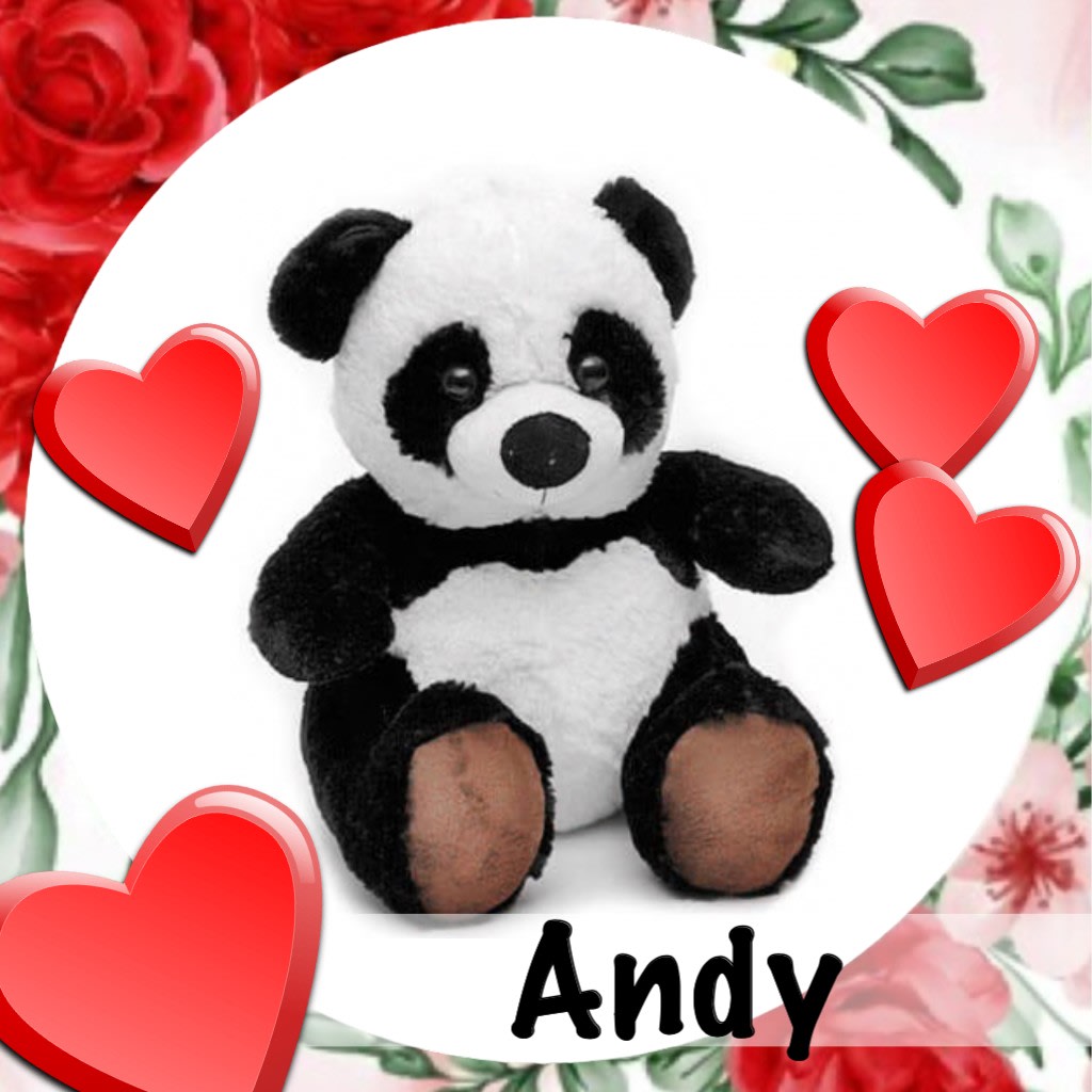 Andy the Panda Bear