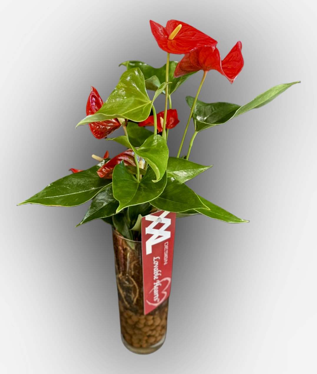 Anthurium in Glass 6"