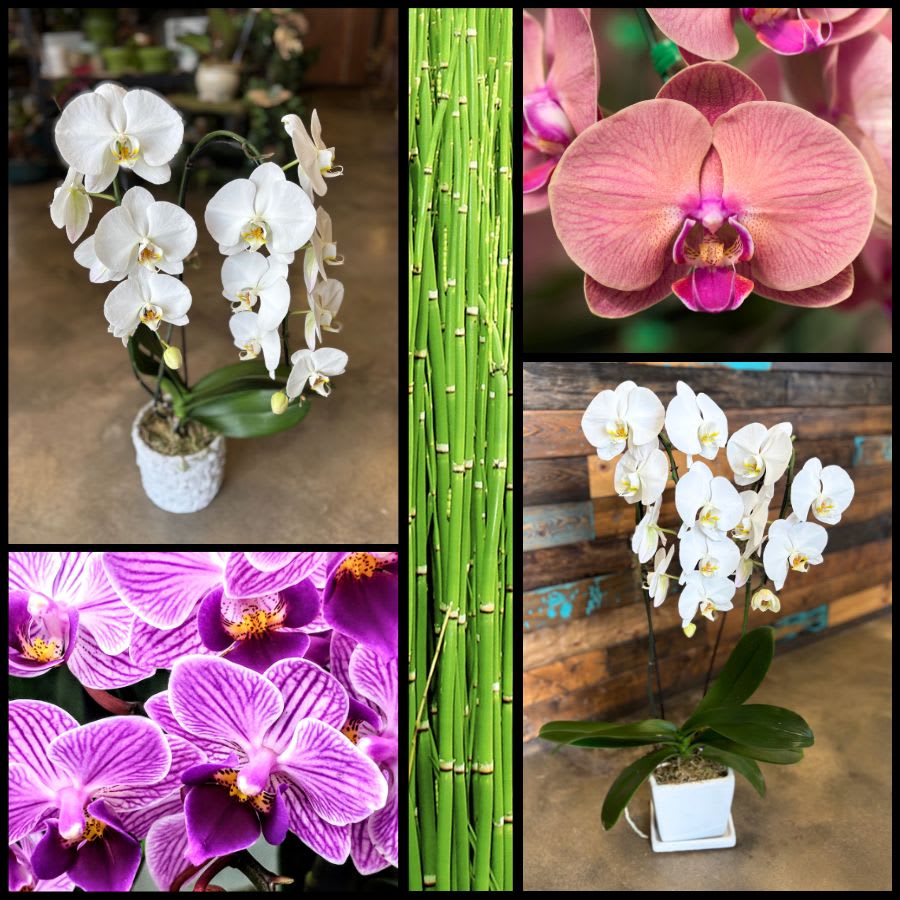 Phalaenopsis Orchids - Plants & Botanicals Flower Delivery BATTLE GROUND WA  - Main Street Floral Company