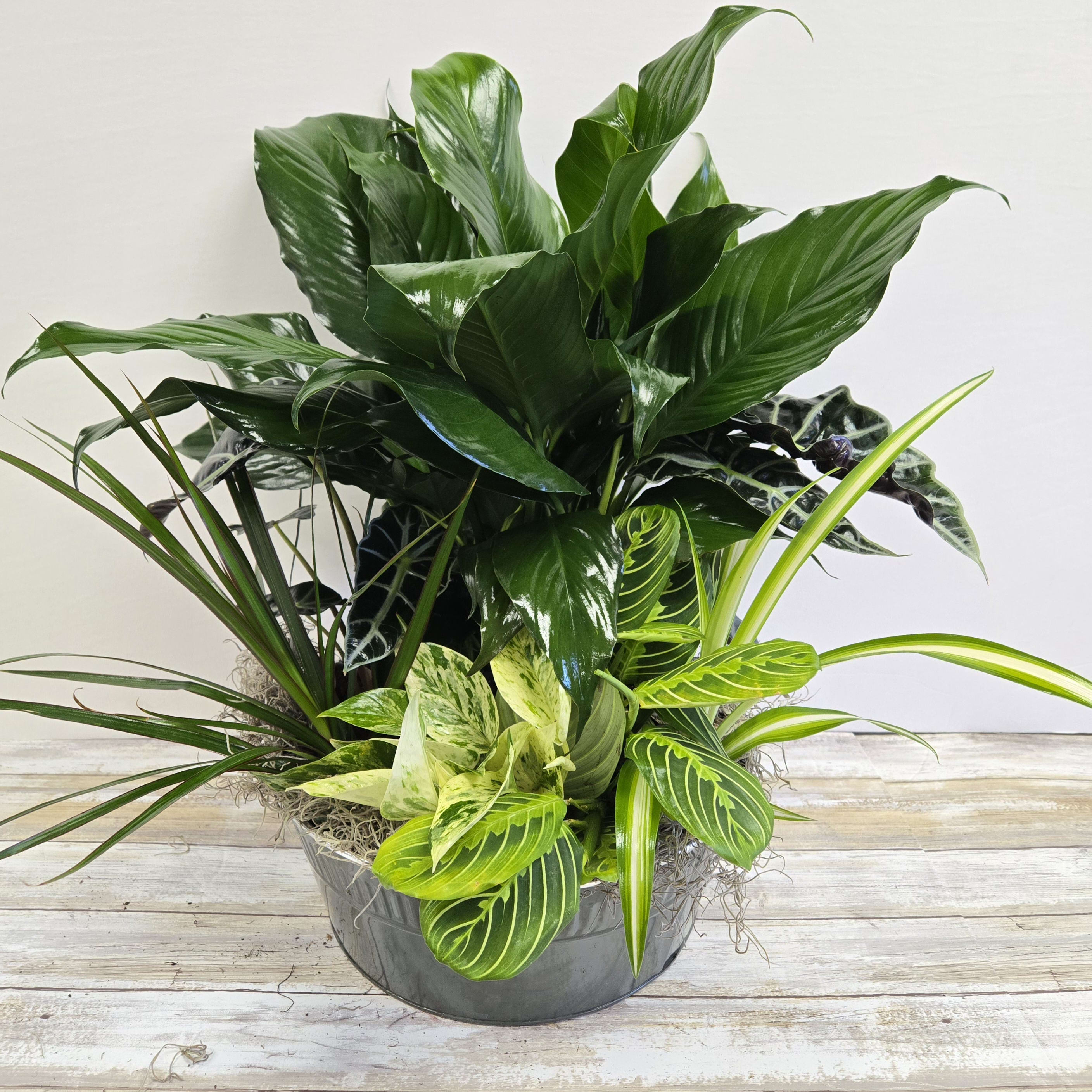 Large Sunny Dishgarden