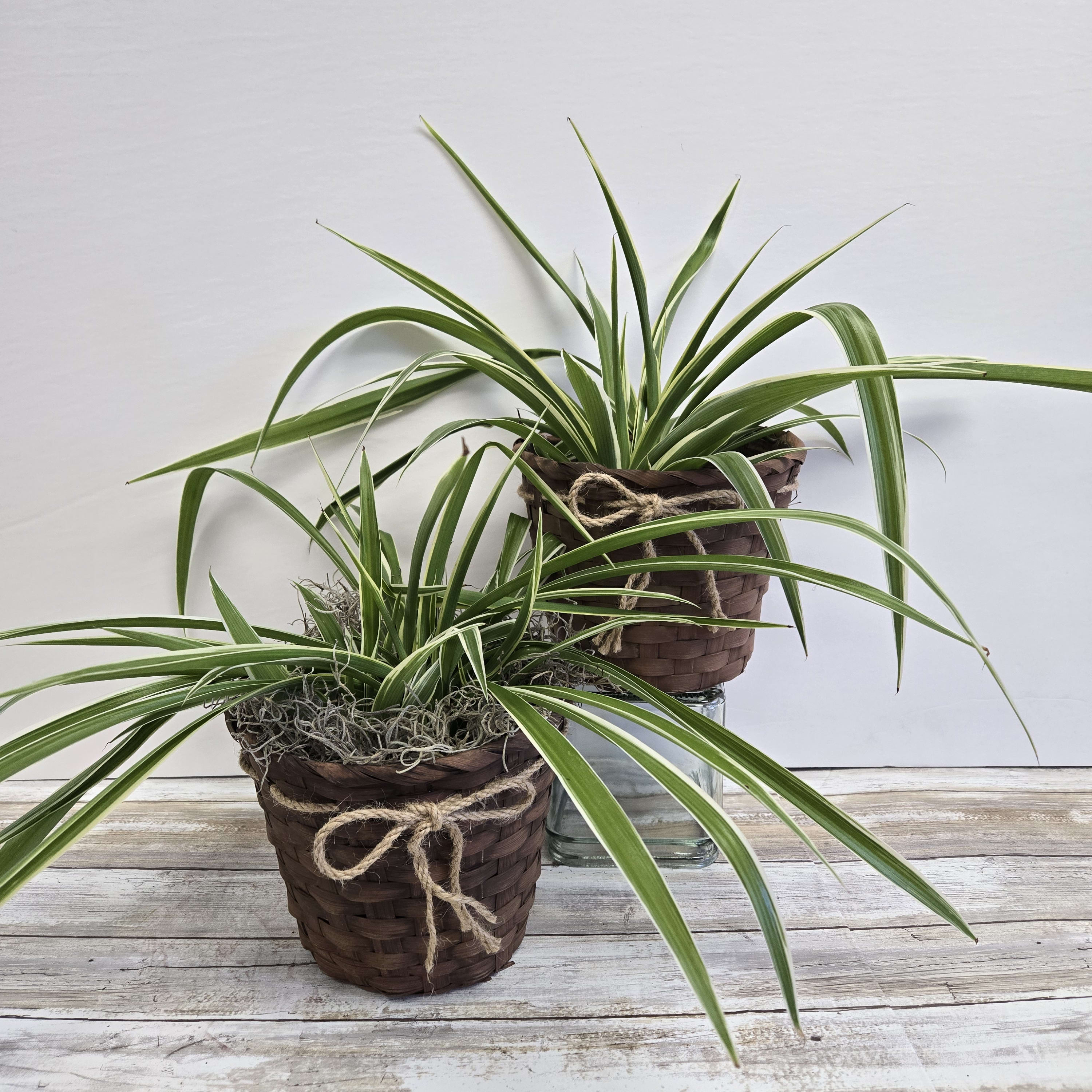 Spider Plant Flower Delivery Apple Valley MN - Flowerama of Apple Valley