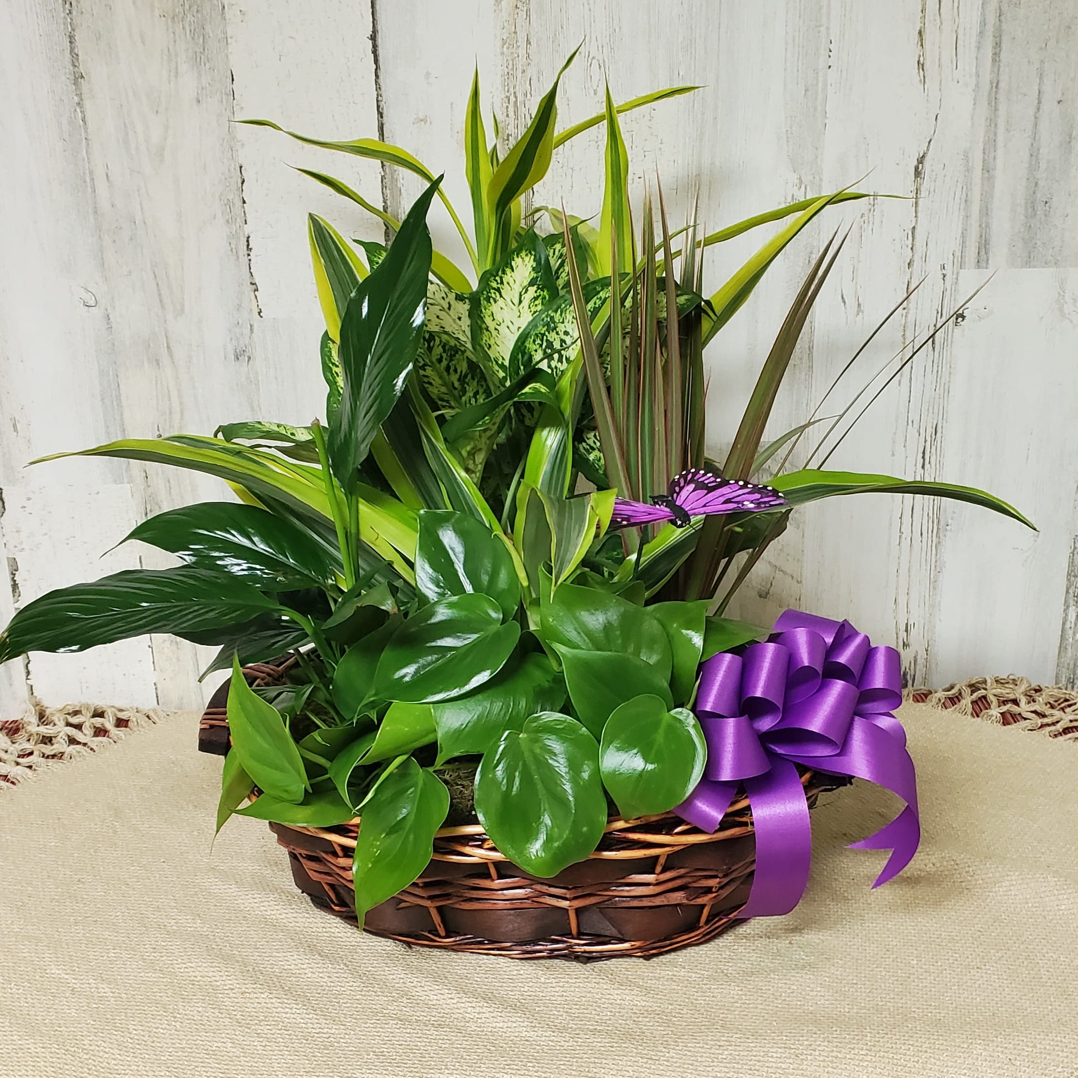 Sympathy Plants Flower Delivery Belleview FL - Belleview Florist