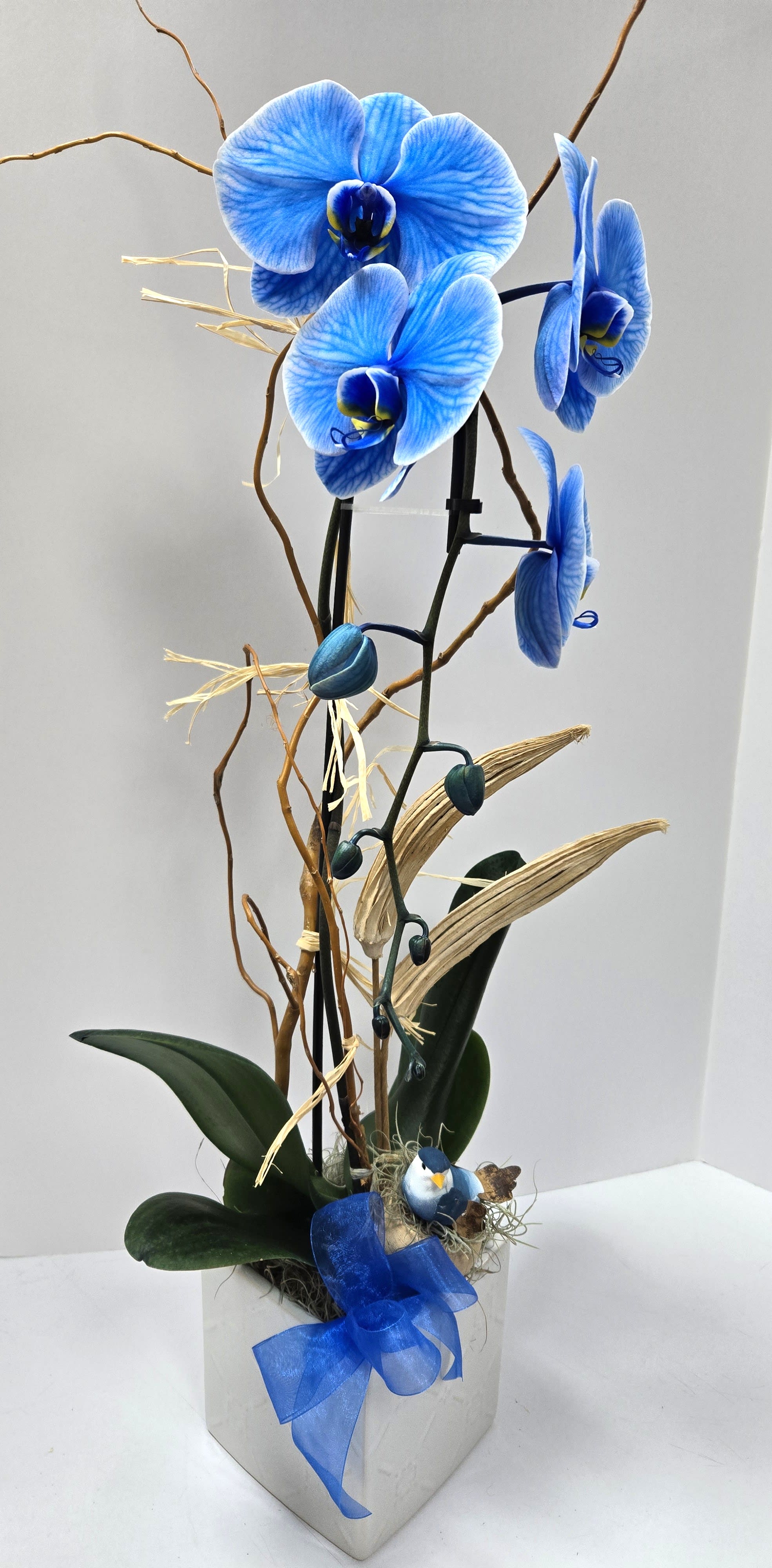Orchid Plants $100