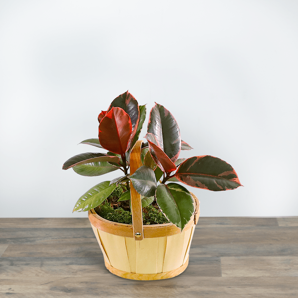 Variegated Rubber Tree Plant Flower Delivery Torrington WY - The Flower  Shoppe Formerly Wagner's Flower Shop
