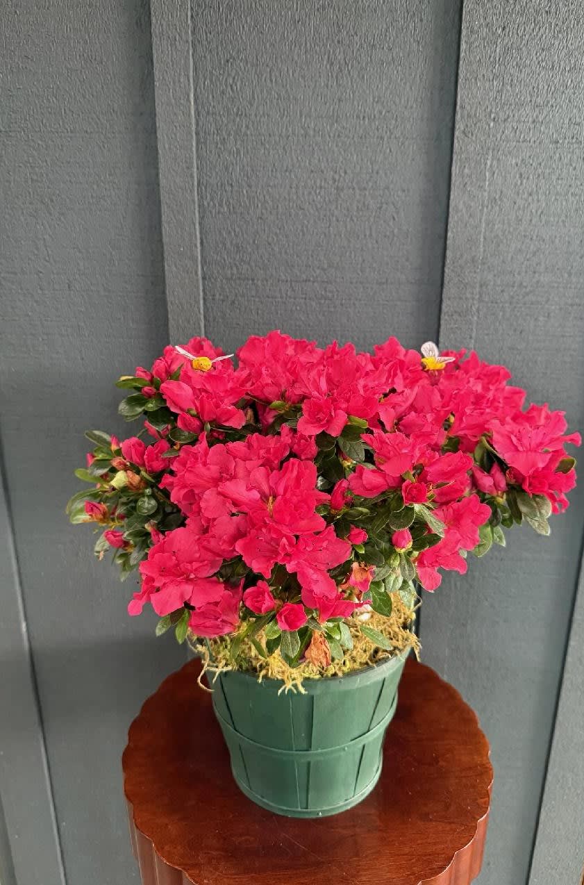 Azalea Plant 6"