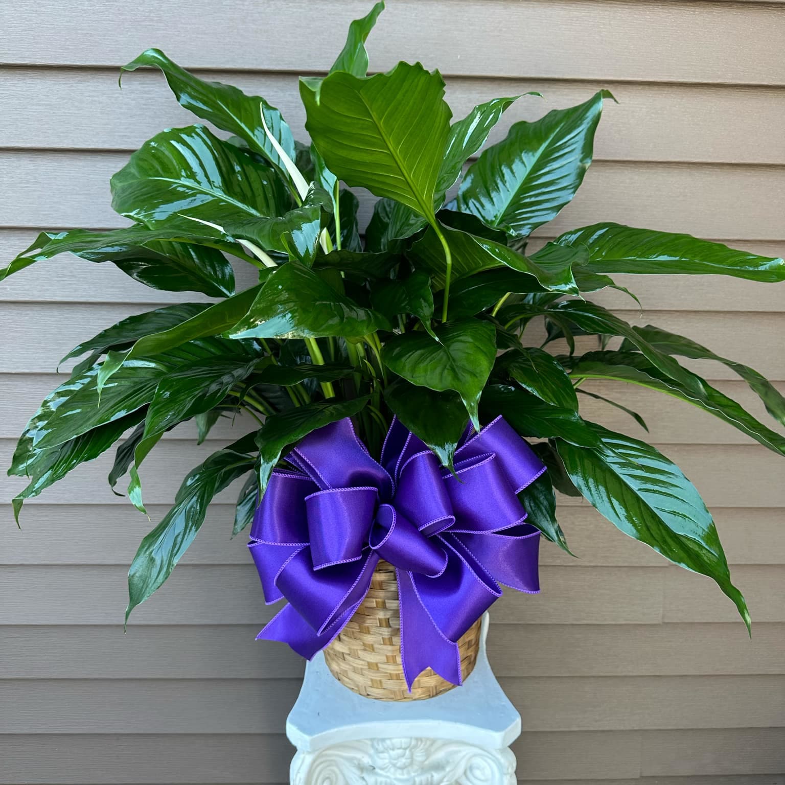 Peace Lily potted plant Flower Delivery Oxford AL - Miller Florist and Gifts
