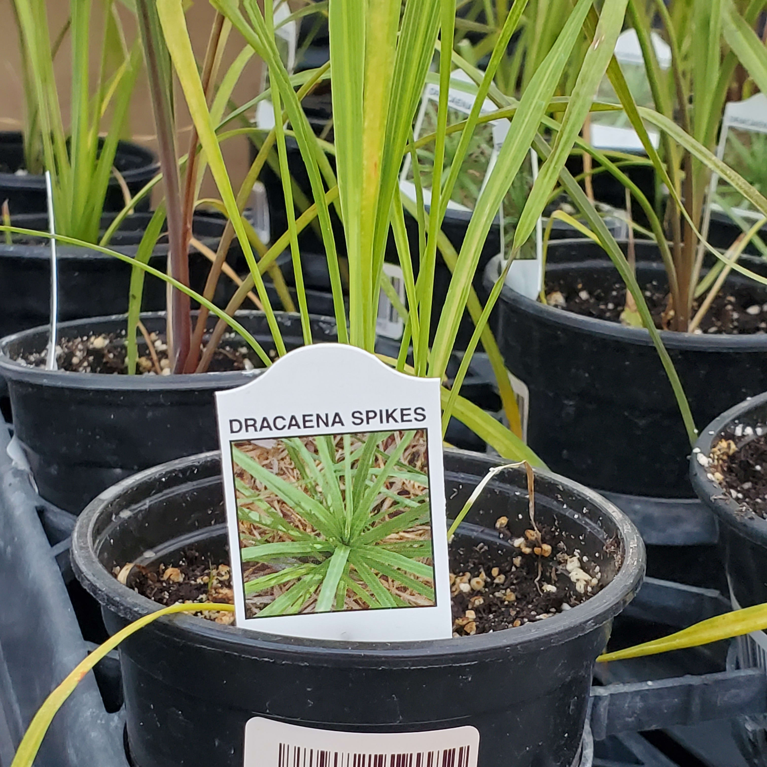 Spike Plant (Dracanea indivisa) Flower Delivery London OH - London Florist  and Garden Center