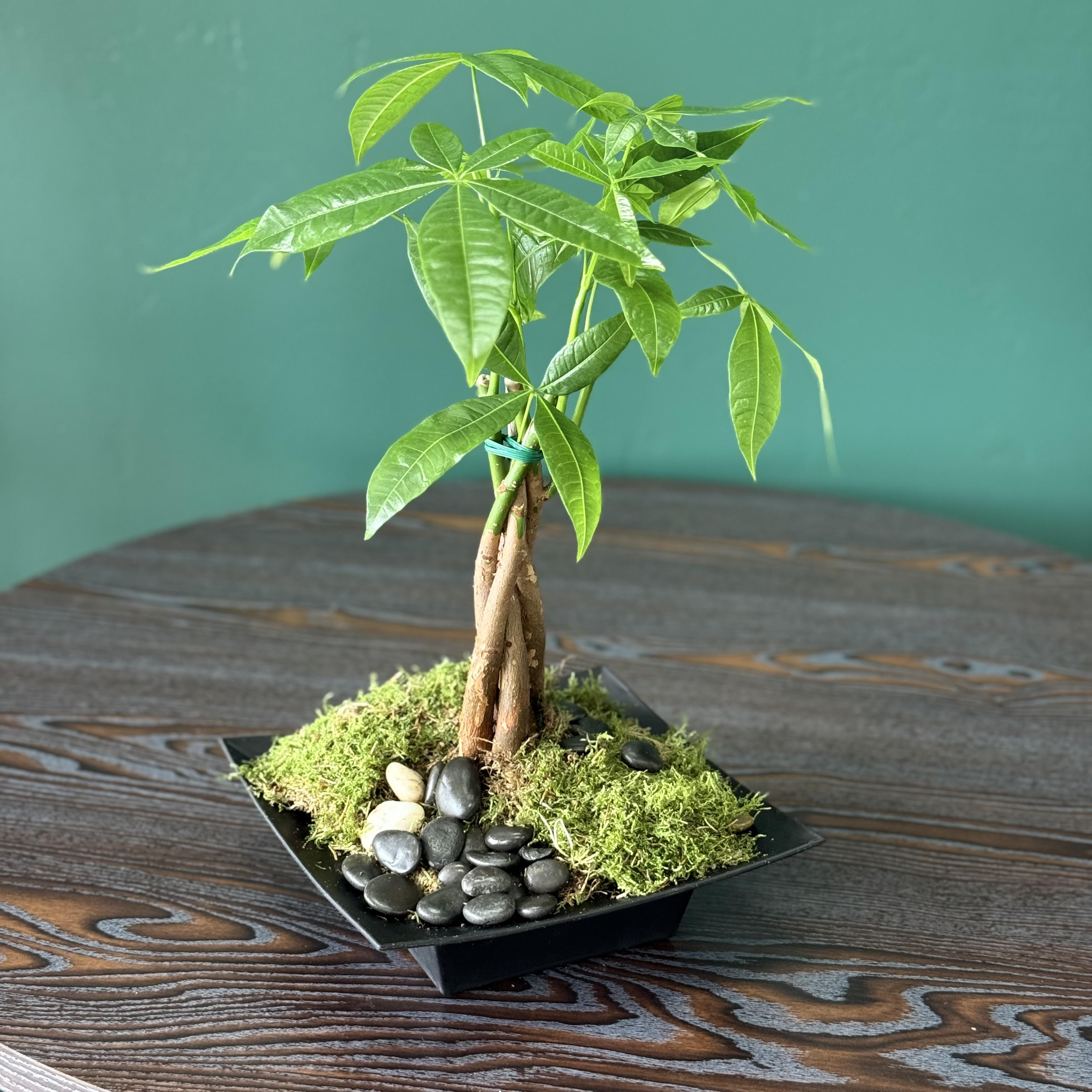Money Tree