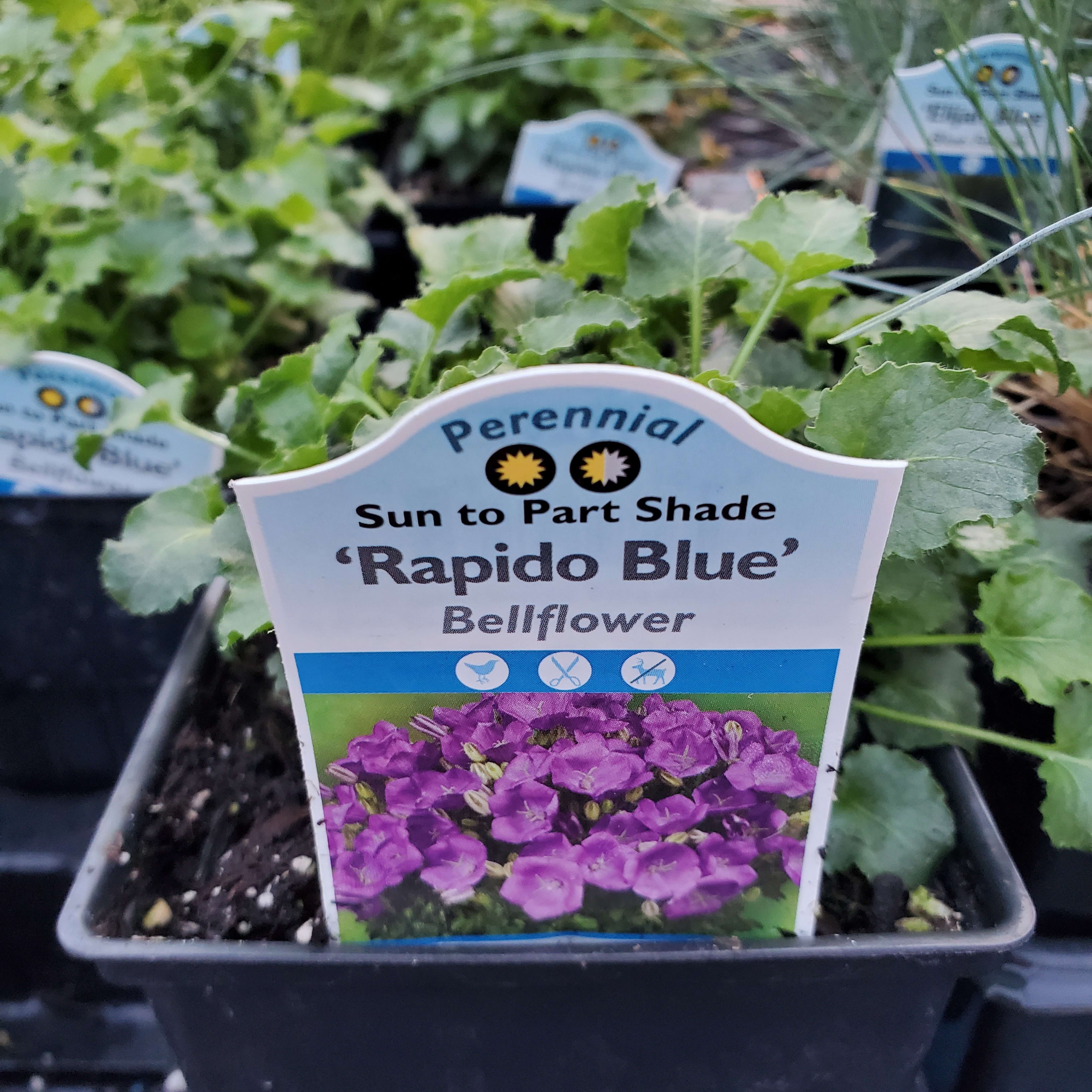 【希少】A Darden of Bell Flowers Pacific Horticulture | Bellflowers