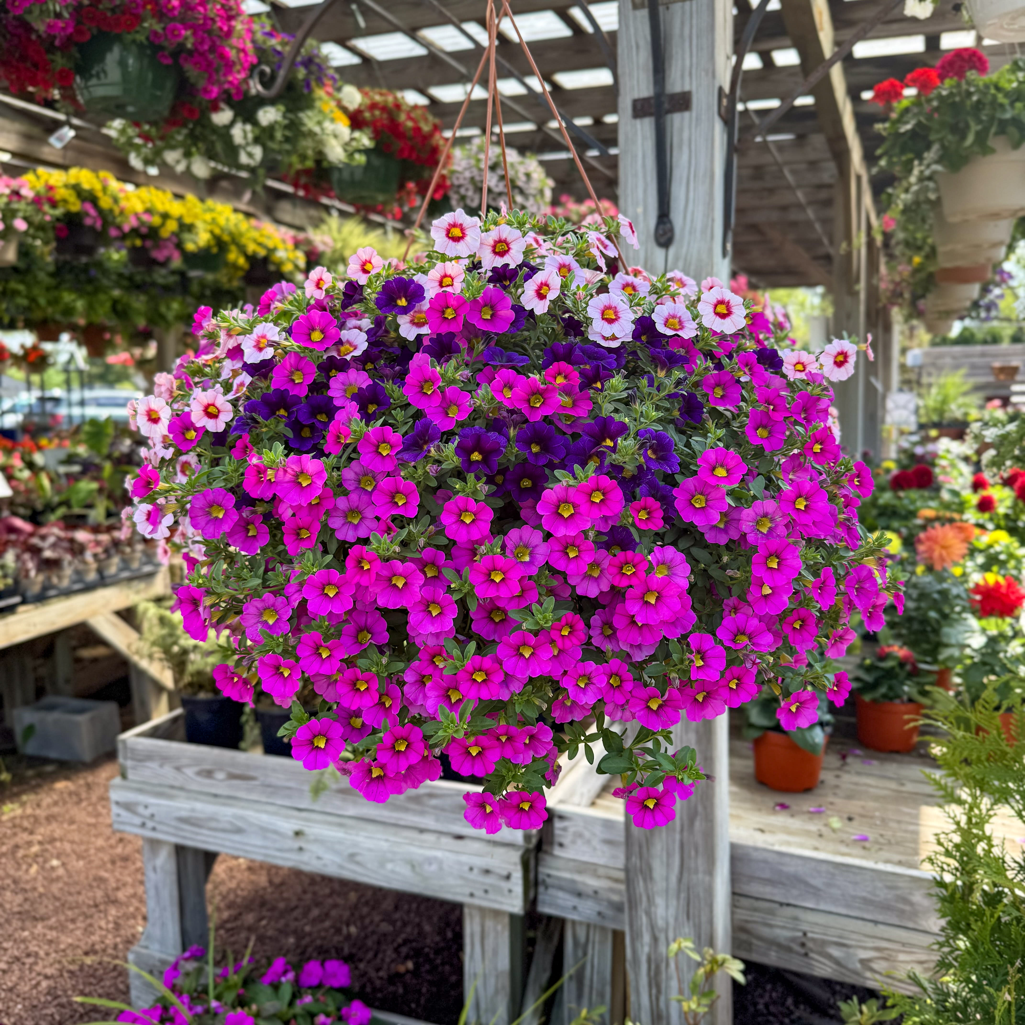 Sun-Loving Hanging Basket Flower Delivery West Chester PA - Matlack Florist