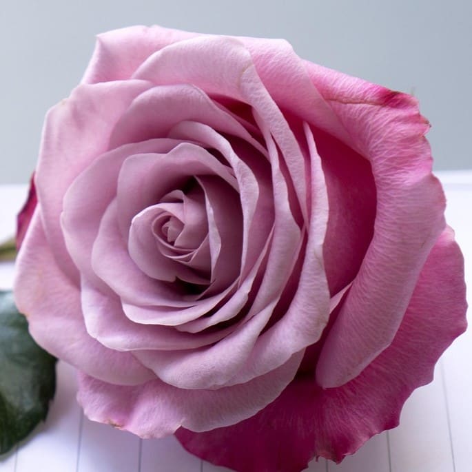 Vased Half-Dozen Lavender Roses | Middleboro MA Florist, Wine & Gift ...