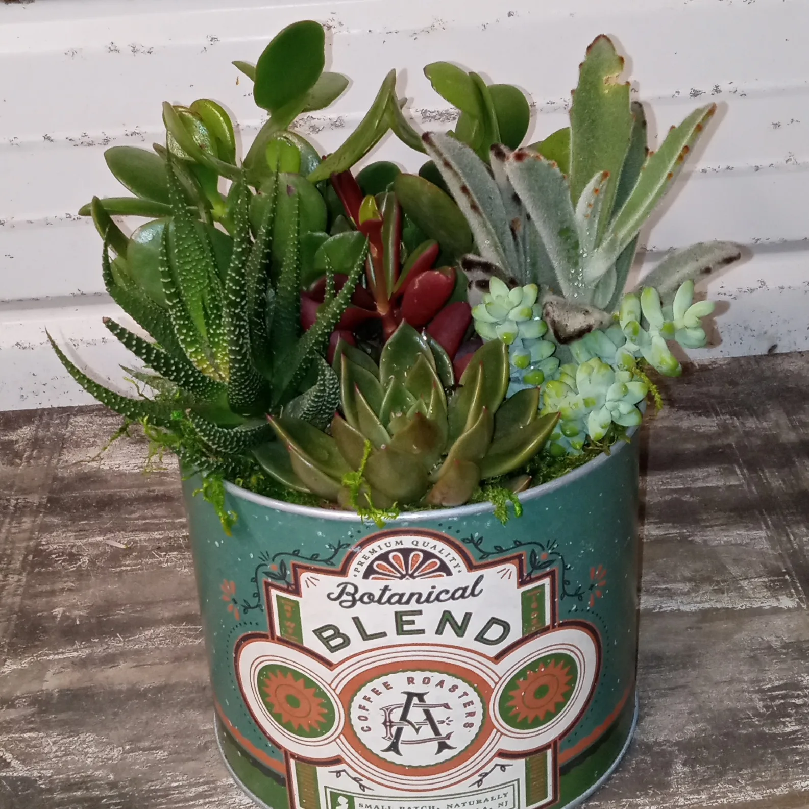 SUCCULENT Flower Delivery Belleview FL - Belleview Florist