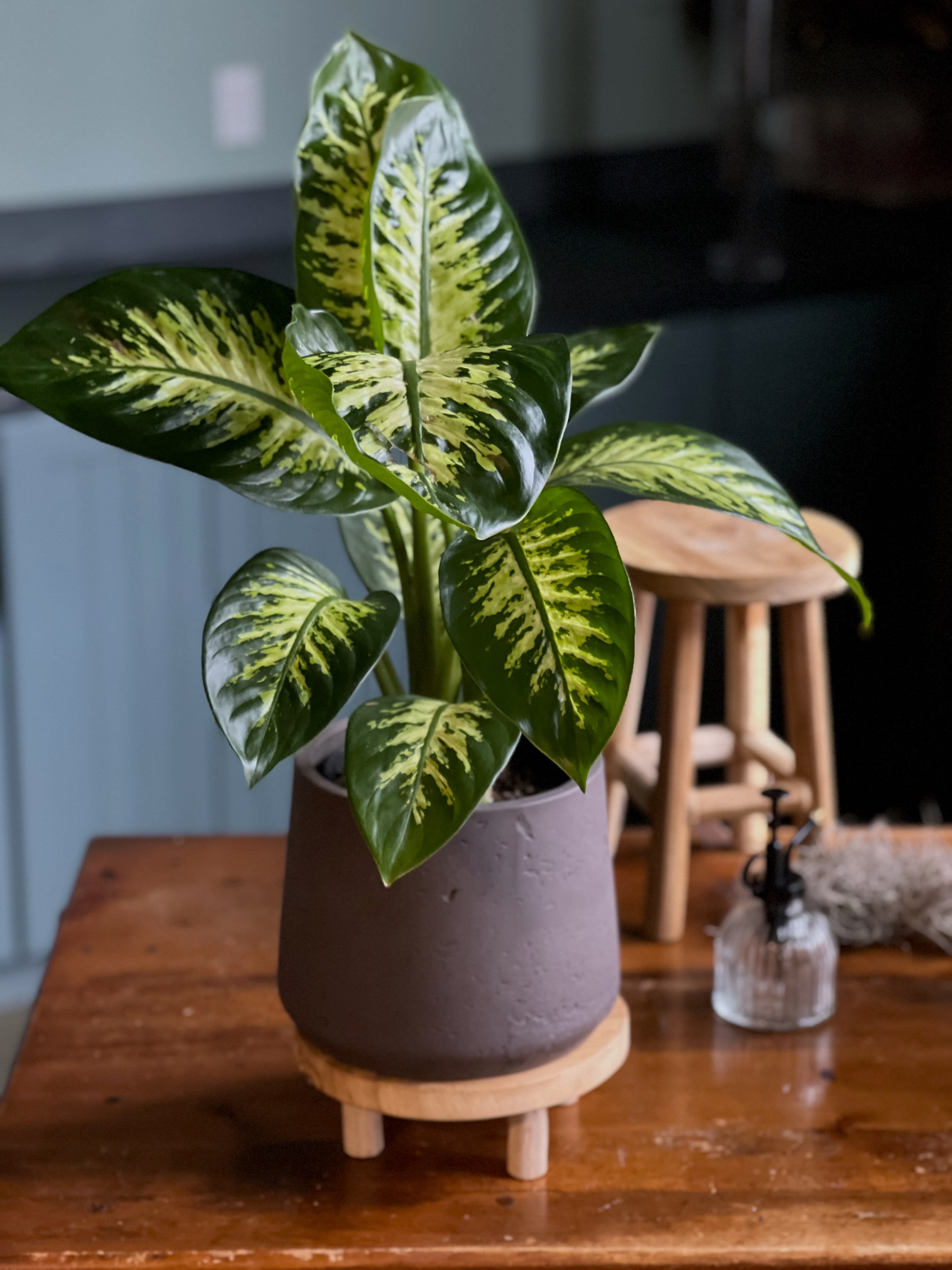 Dieffenbachia Plant Flower Delivery Roslindale Massachusetts - The  Centerpiece Flower Shop